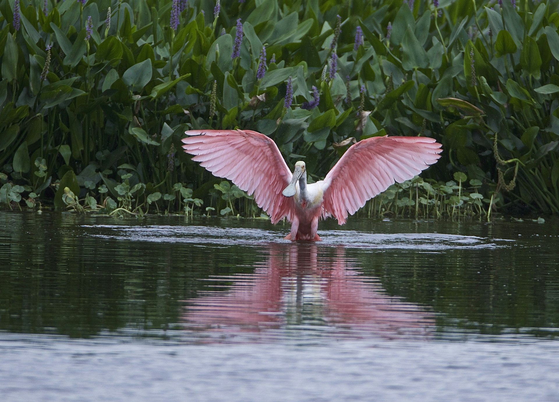 Unexpected-Texas_Beaumont_Spoonbill.jpg