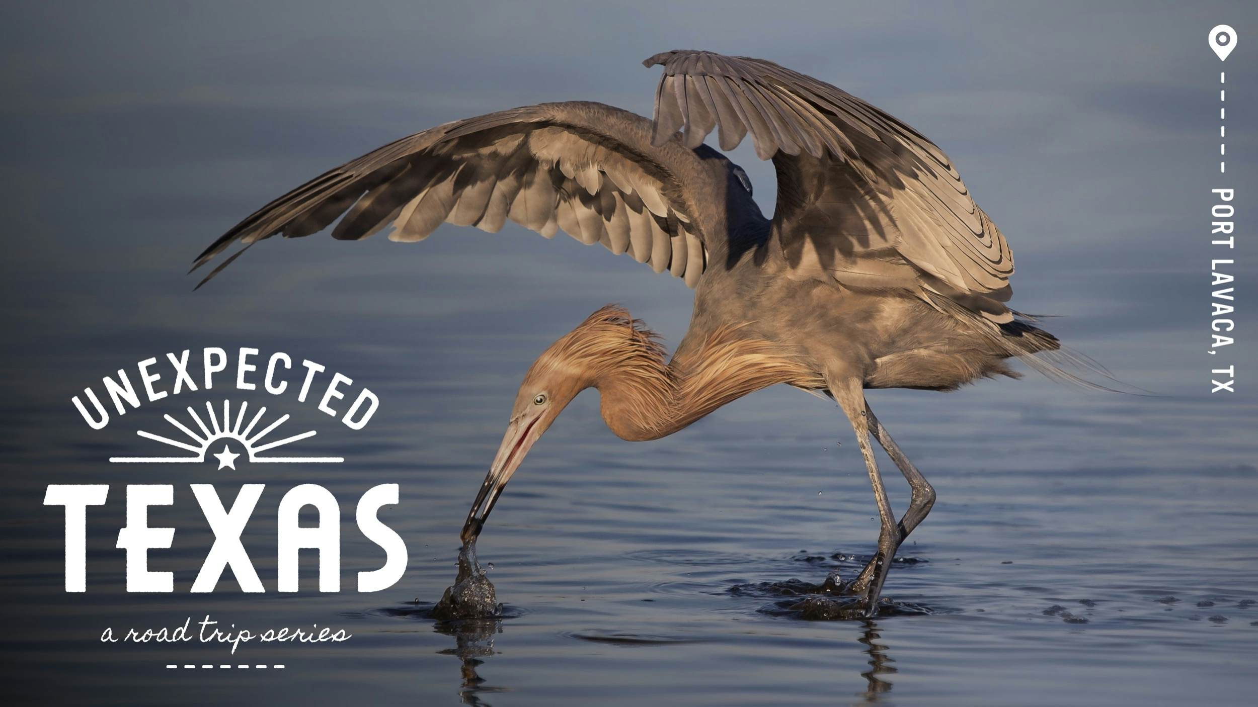 Port Lavaca is a hidden gem for wildlife on the Texas coast - Lonely Planet