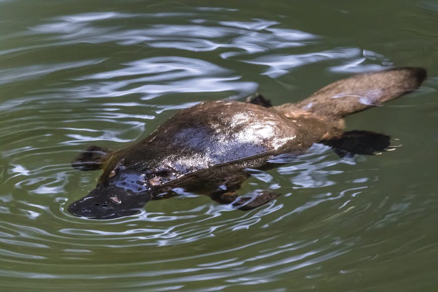 A platypus swimming in the Broken river at the Eungella National Park, Australia