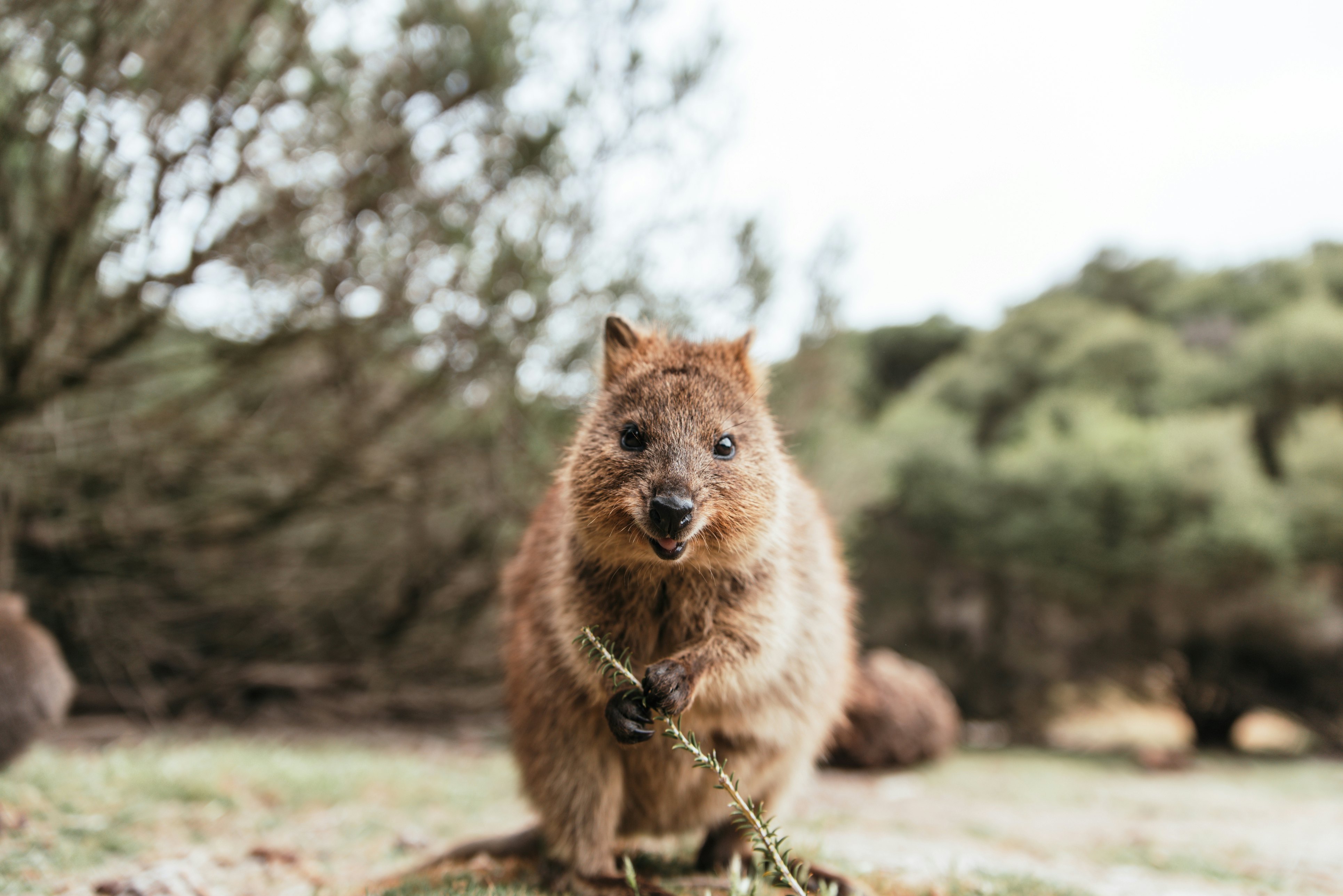 The quokka is one of Australia's most charming, quirky inhabitants