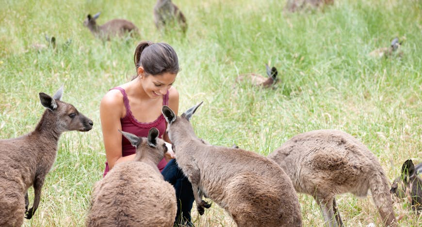 Une femme rencontre des kangourous sauvages dans un pré en Australie 