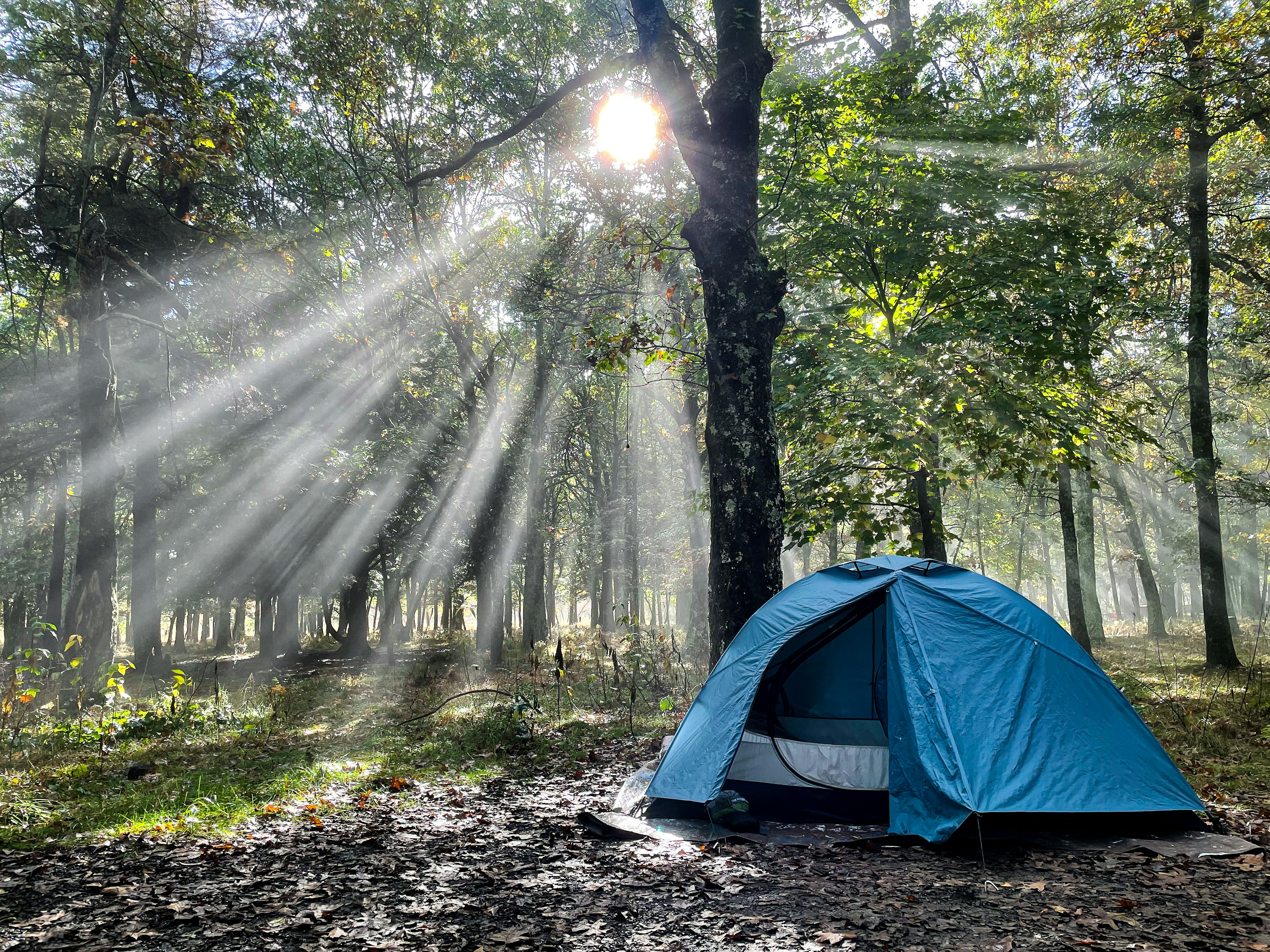 A single blue tent pitched amidst the trees in Shenandoah National Forest