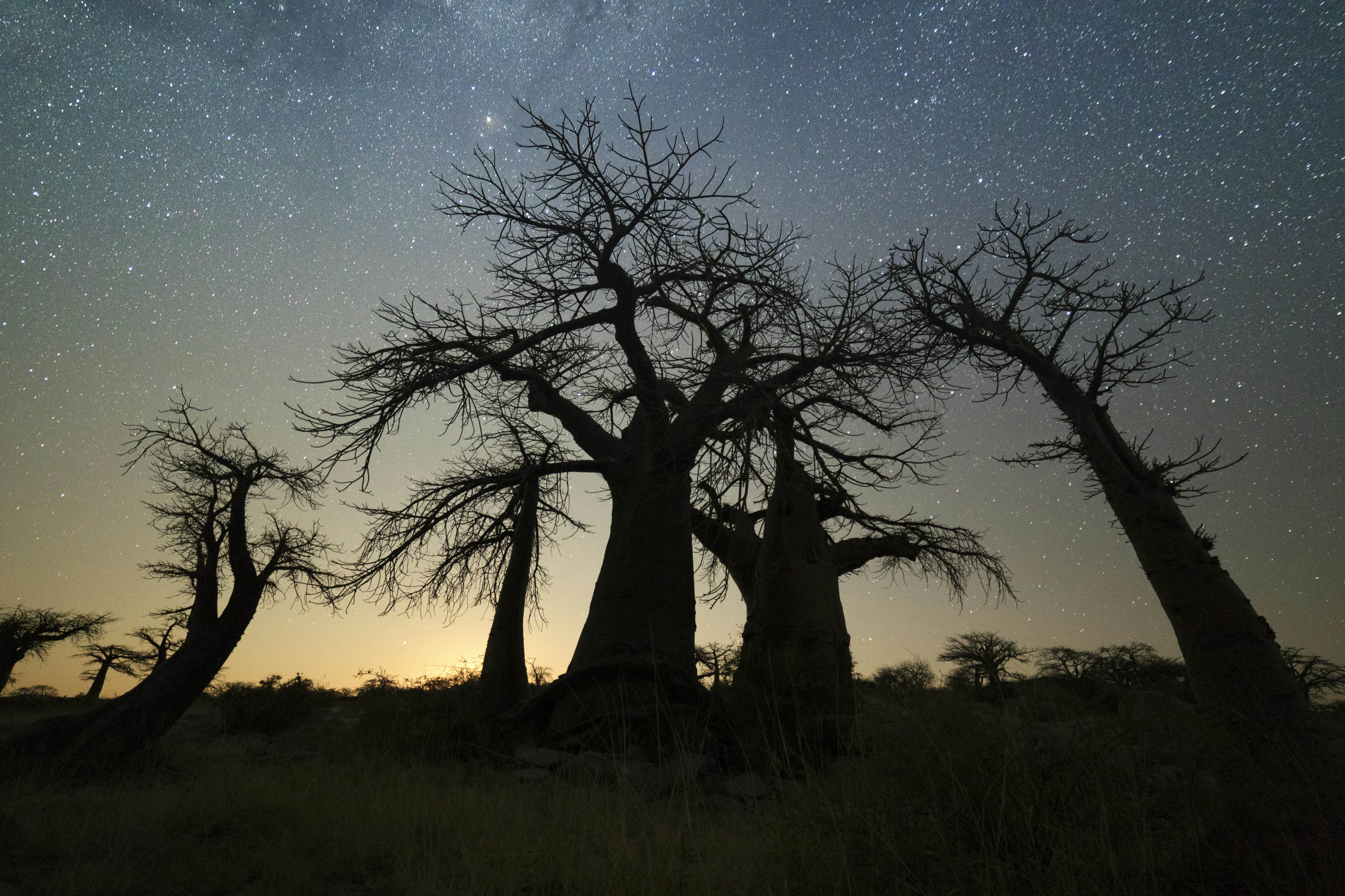 The Best Time To Visit Botswana Lonely Planet   Botswana GettyImages 1142318996 Rfc 