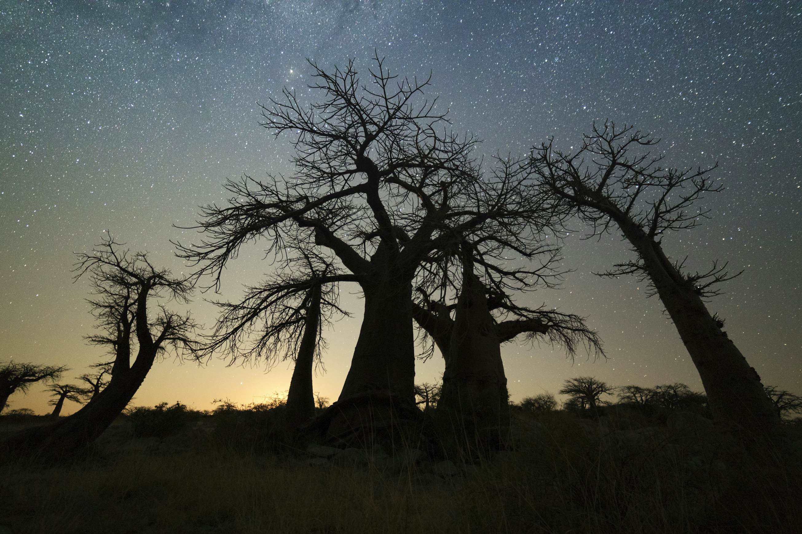 The Best Time To Visit Botswana Lonely Planet