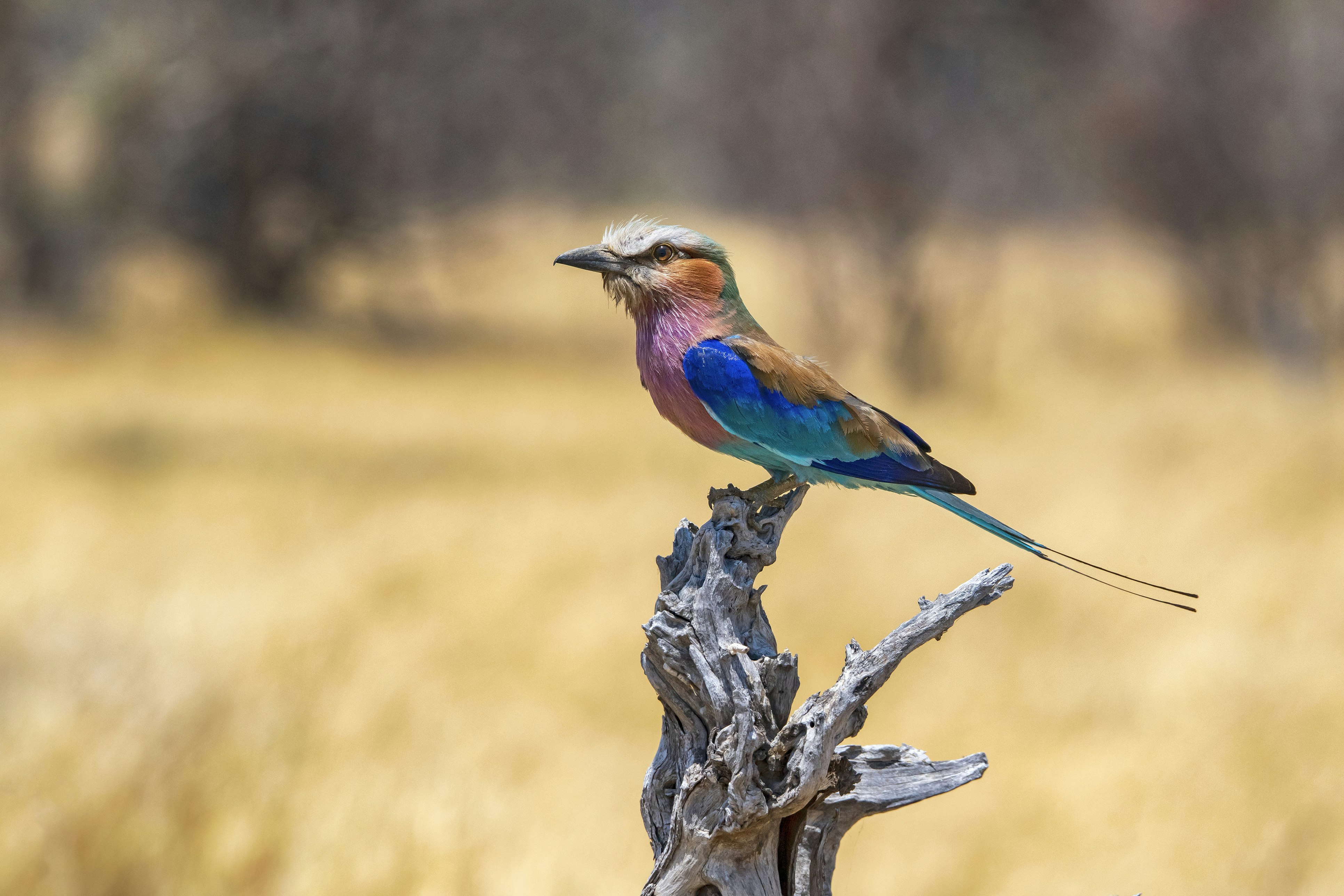 A colorful lilac-breasted roller perched on a branch in the Okavango Delta, Botswana