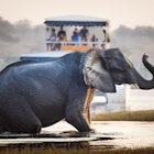 Tourist watching an elephant crossing a river in the Chobe National Park in Botswana, Africa; Concept for travel safari and travel in Africa