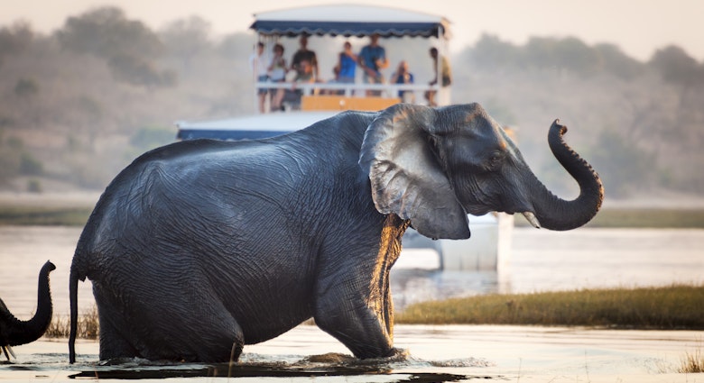 Tourist watching an elephant crossing a river in the Chobe National Park in Botswana, Africa; Concept for travel safari and travel in Africa