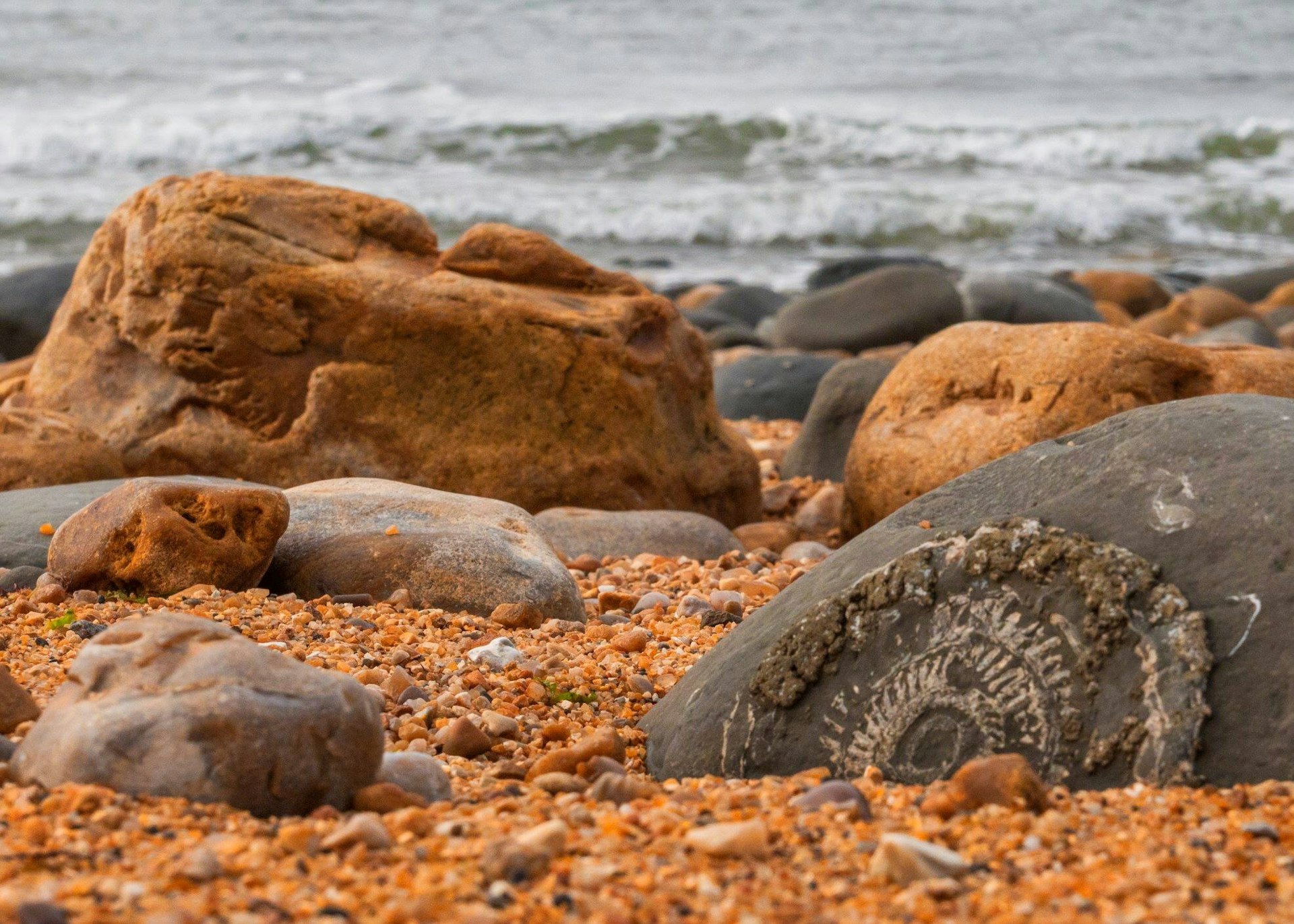 Rocks on a beach showing fossils on Ammonite rock, Jurassic Coast, Dorset, England, United Kingdom