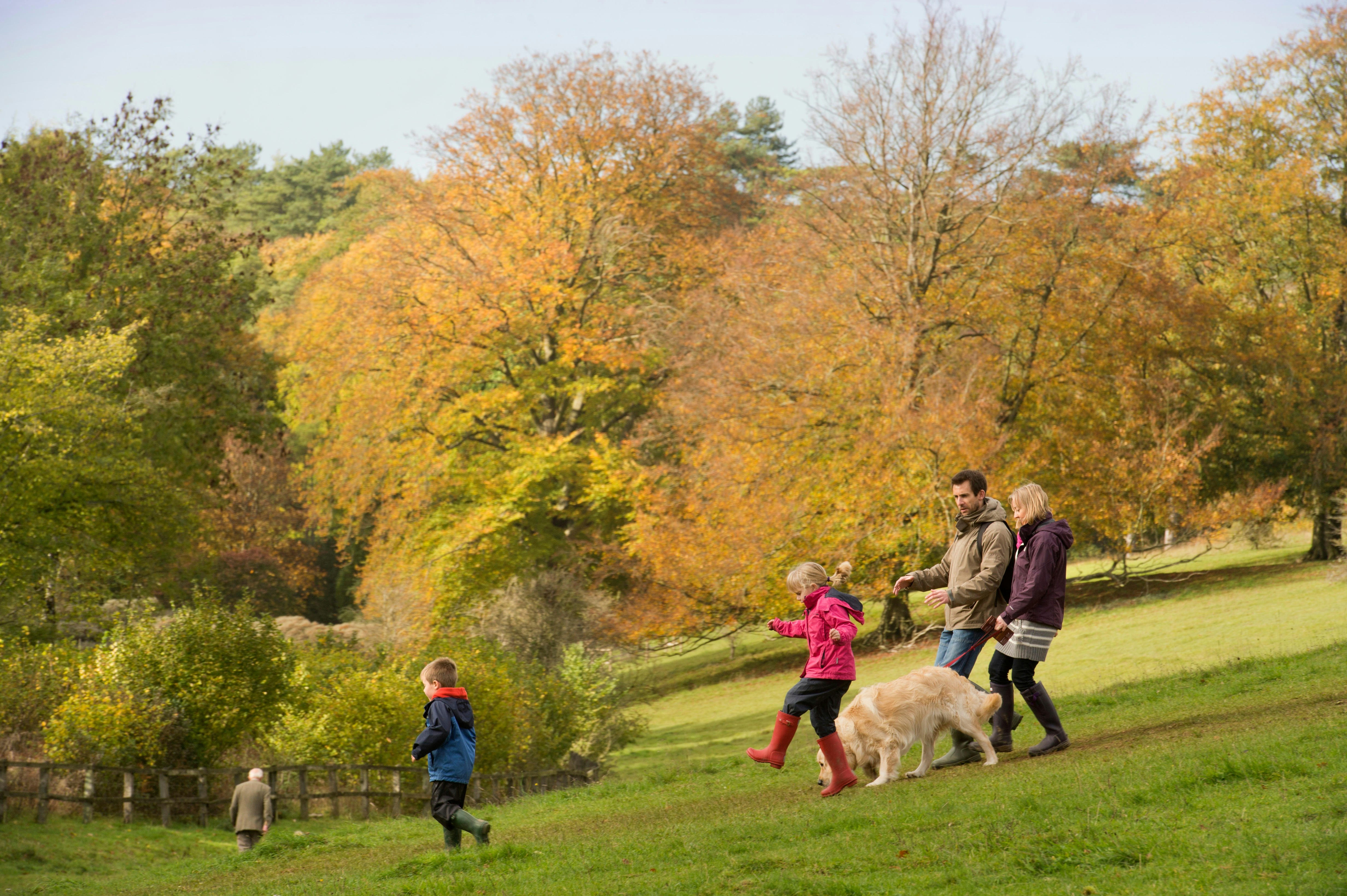 A family with a golden retriever takes in the autumn colors at Westonbirt Arboretum, Gloucestershire, the Cotswolds, England, United Kingdom