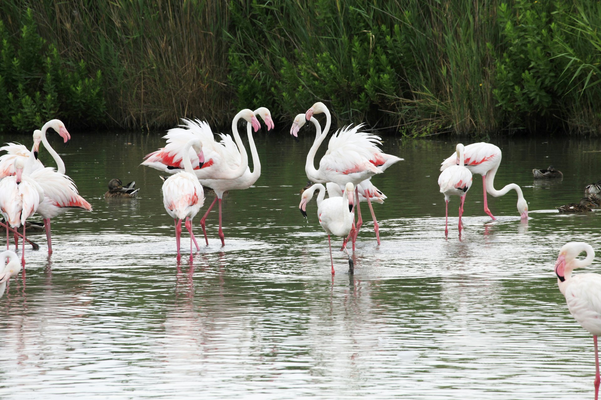 Фламинго на реке Камарг, юг Франции.