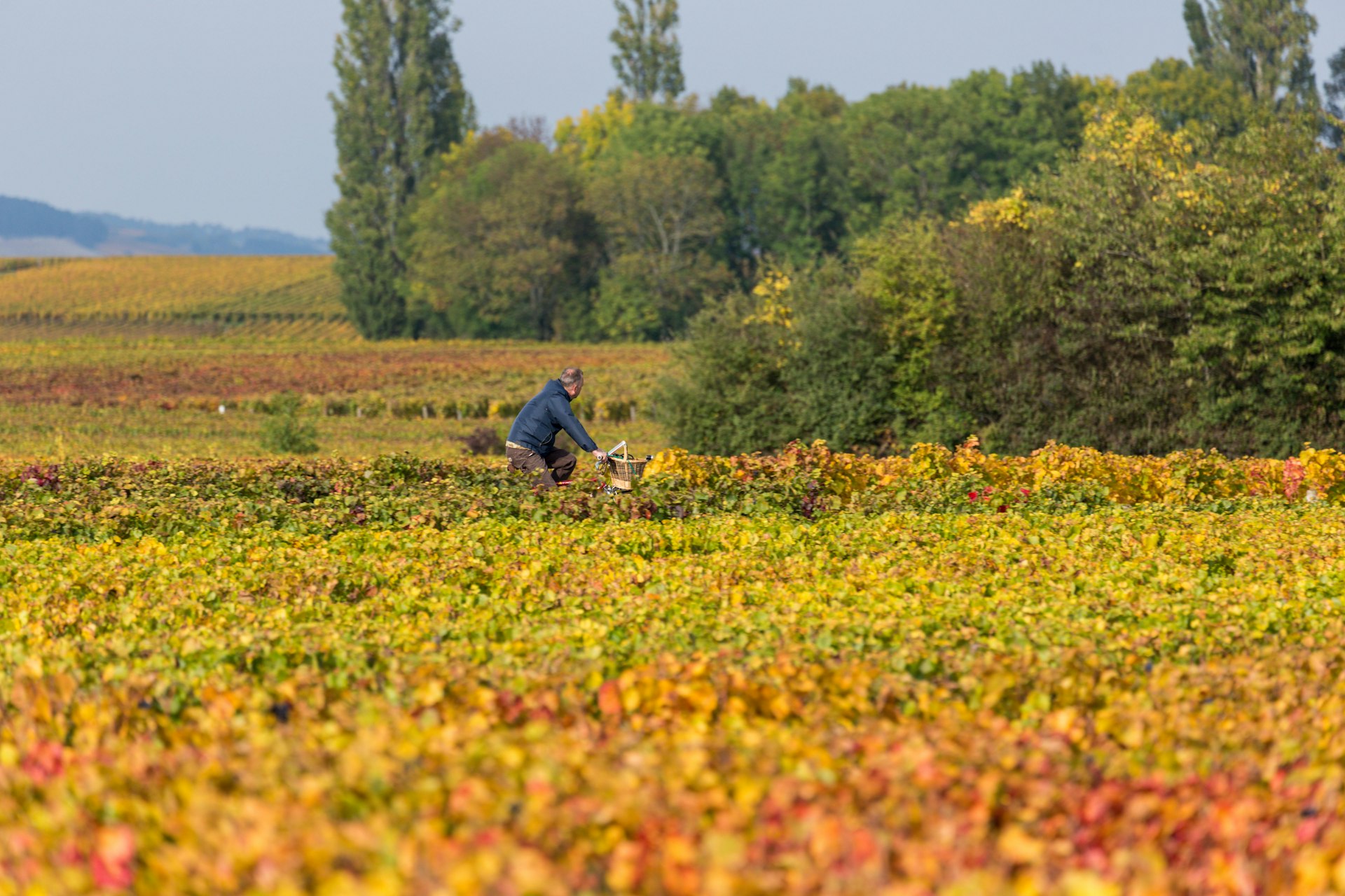 Man on bicycle surrounded by grapevines in autumn colors in Burgundy, France