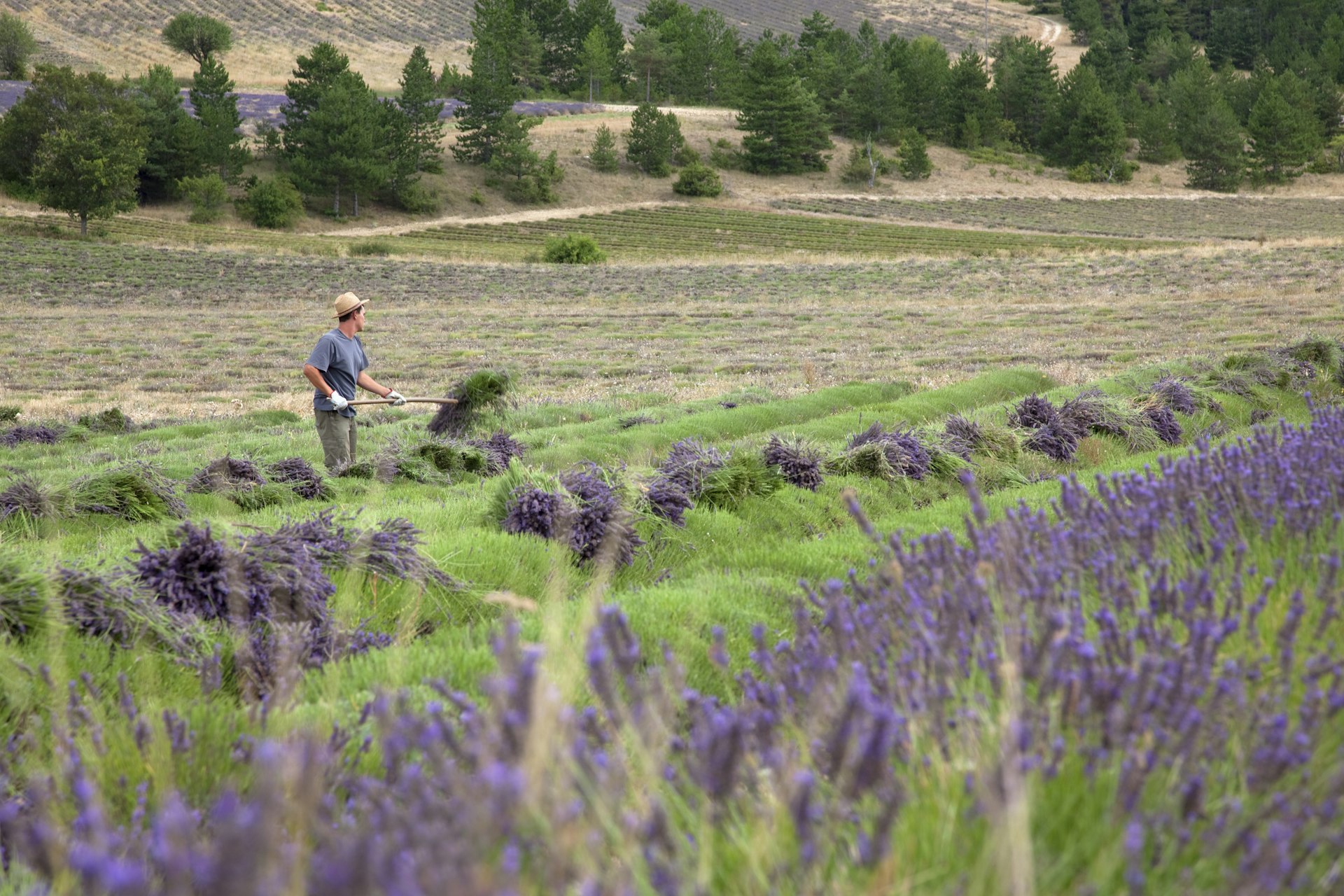 Young man harvesting lavender with pick fork, Sault, Provence