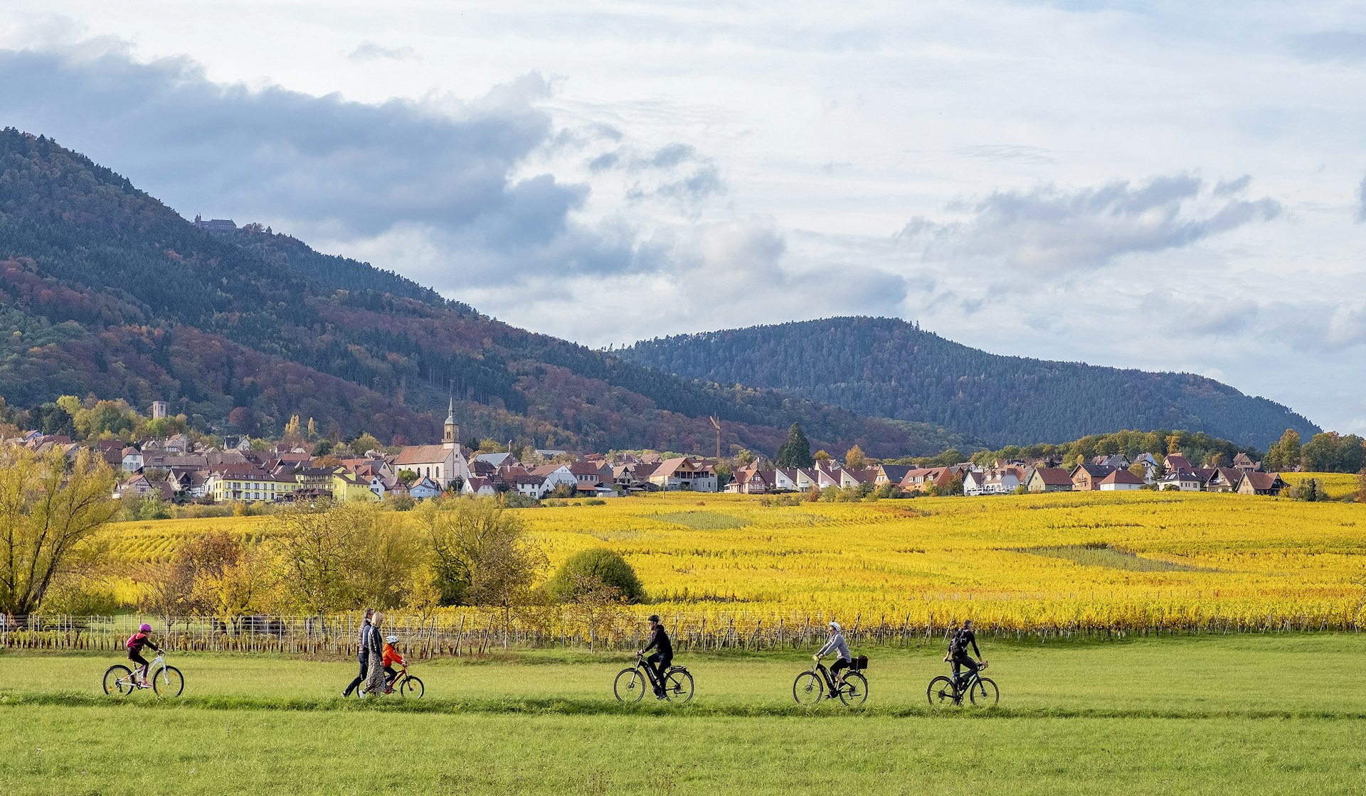 A group of people riding bikes through the golden vineyards of Alsace 