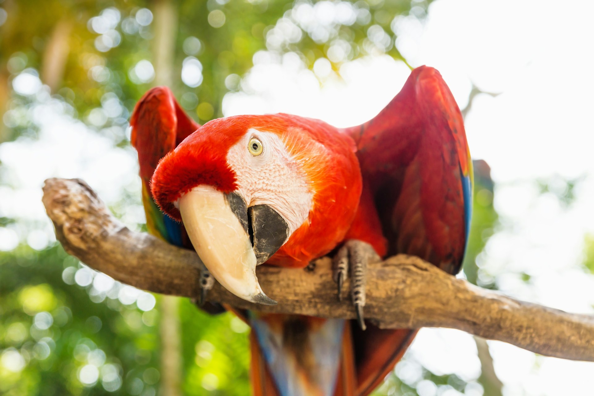 Playful-looking scarlett macaw parrot in Macaw Mountain, Copán, Honduras, Central America