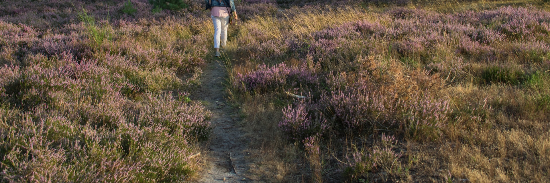 Woman is walking over the the beautiful purple Flowering heath in the area cold Brunssummerheide in Limburg, Netherlands.