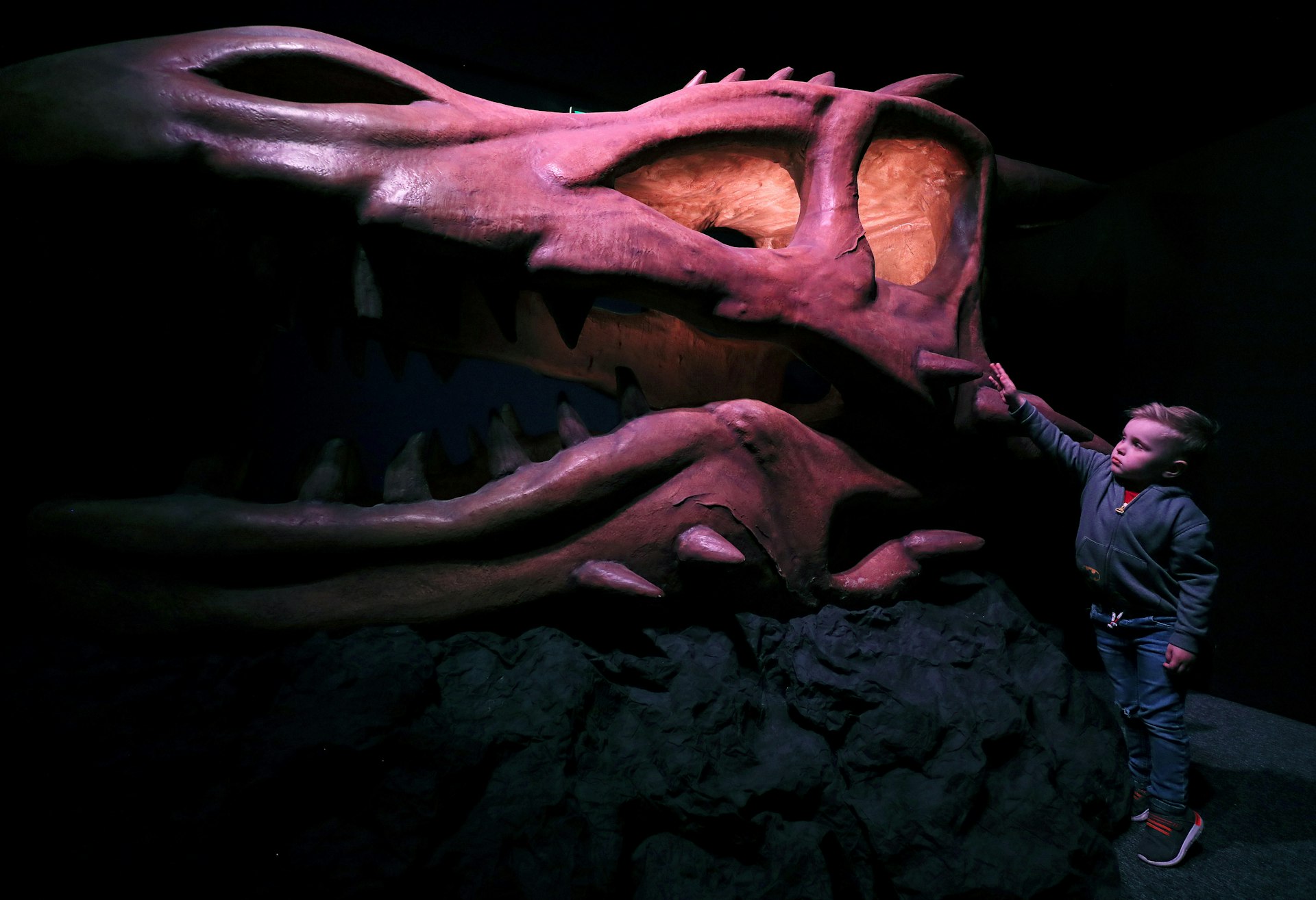 A small boy gets a closer look at the 'Dragon Skull Fossil' during the unveiling of the AMAZE exhibit at W5 in Belfast.