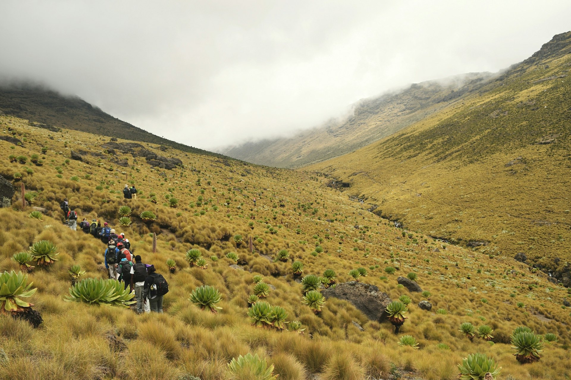 A group of hikers moving through a hilly grassy landscape