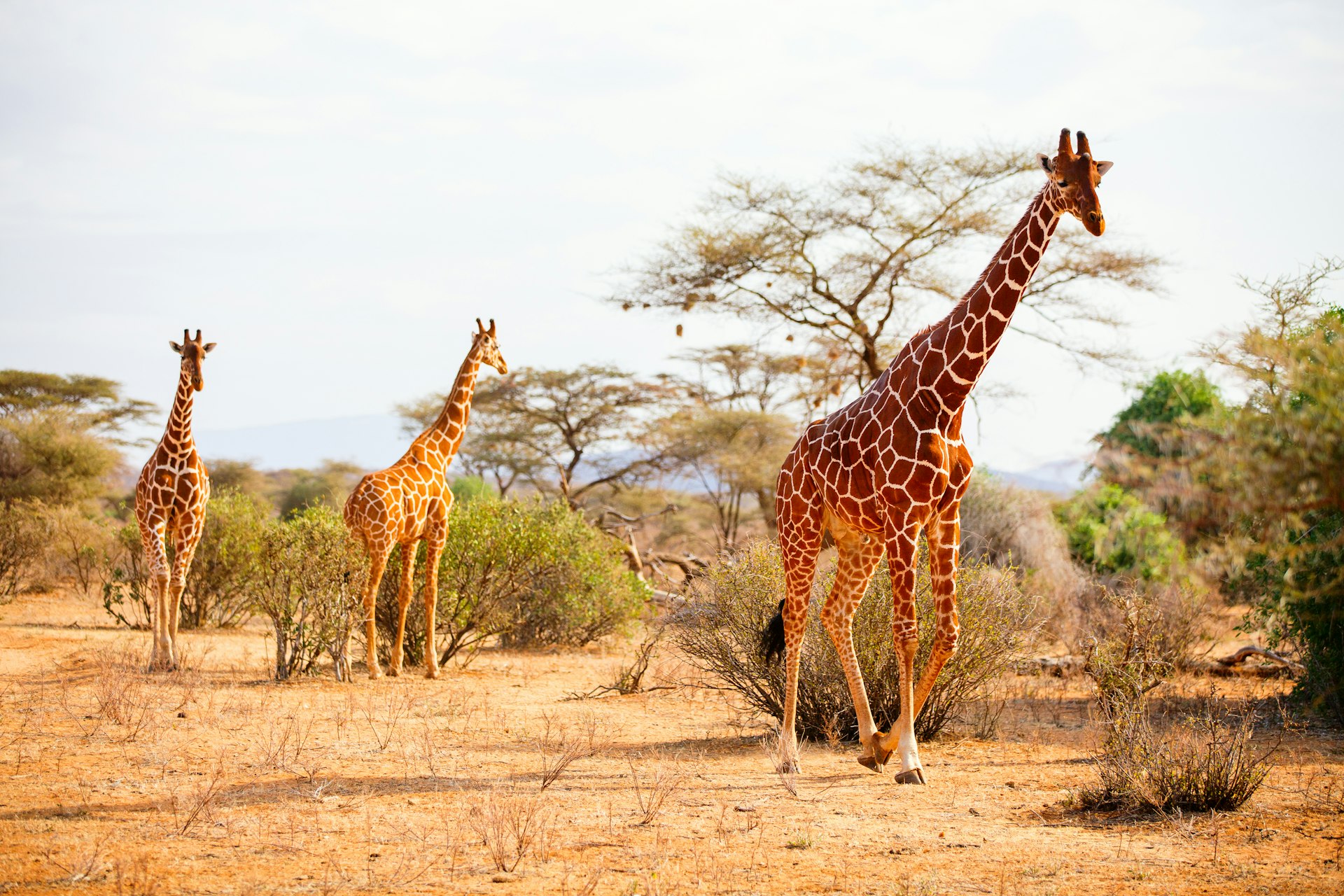 Three reticulated giraffes wander through Samburu National Reserve