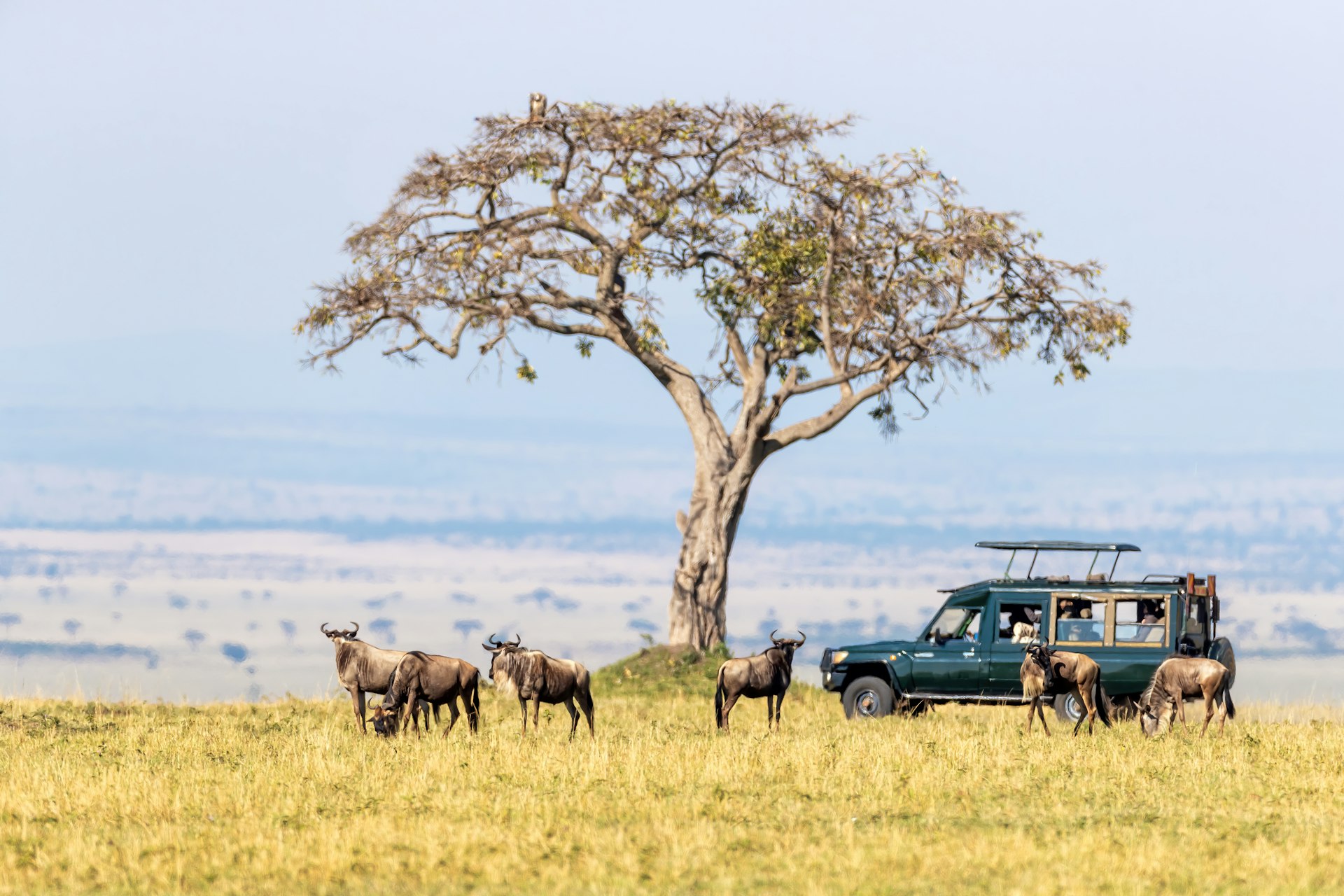 Unidentifiable tourists in a safari vehicle watch white-bearded wildebeest in the Masai Mara, Kenya, during the annual Great Migration. The animals and vehicle are in the shade of a large acacia tree