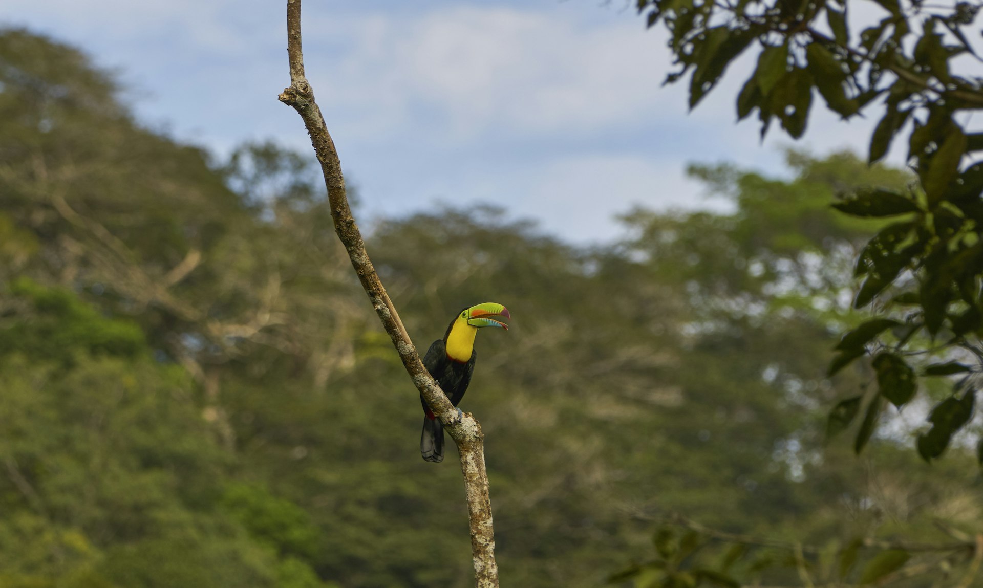 Brilliantly colored wild keel-billed toucan in Soberanía National Park of Gamboa, Panama