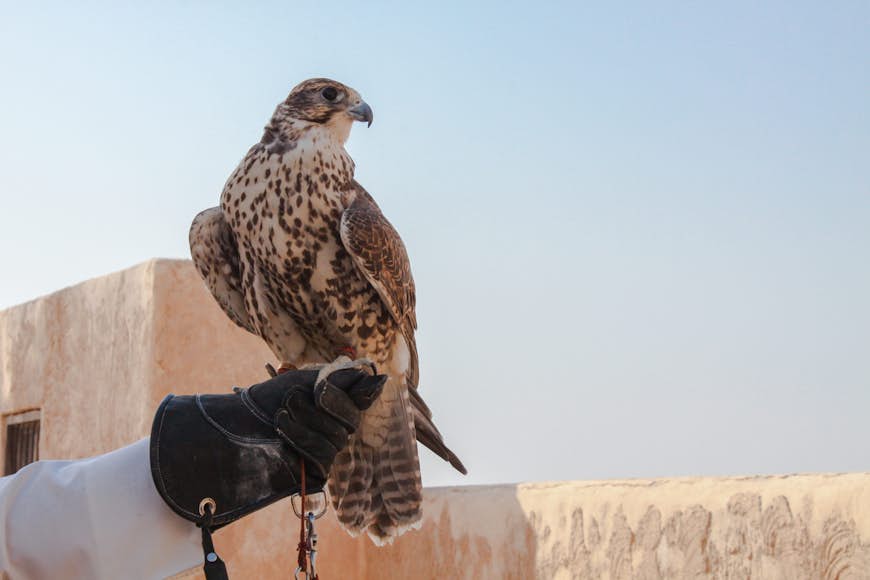 A hawk rests on a man's arm on a stone balcony, Qatar