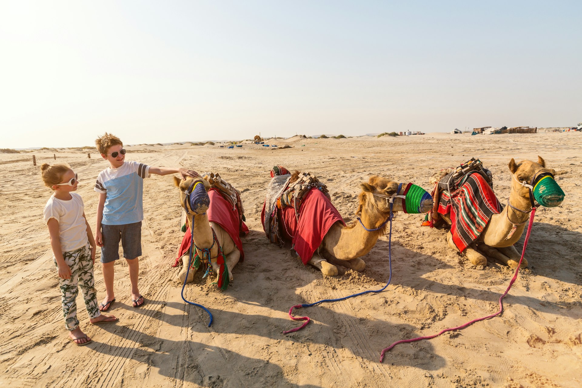 Two children in sunglasses pet three sitting camels in the desert, Qatar, Middle East