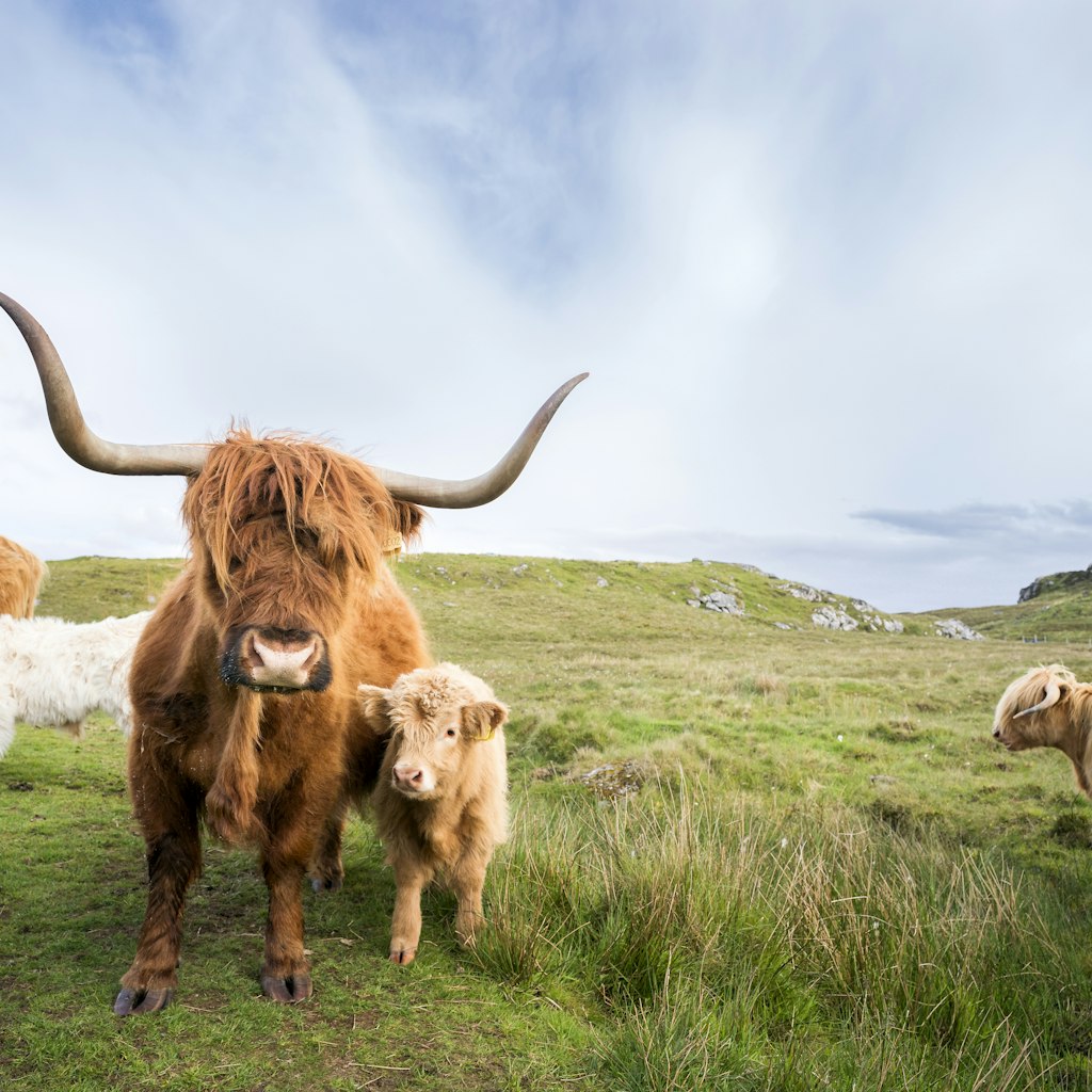 Long horned red-haired Highland cow with her two calves on the moor. Highland cattle, or hairy coos, are a distinctive pedigree breed with long, thick flowing hair and sweeping horns that date from 1884 that thrive in difficult climates and conditions, Isle of Lewis, Outer Hebrides, Scotland, UK, Europe