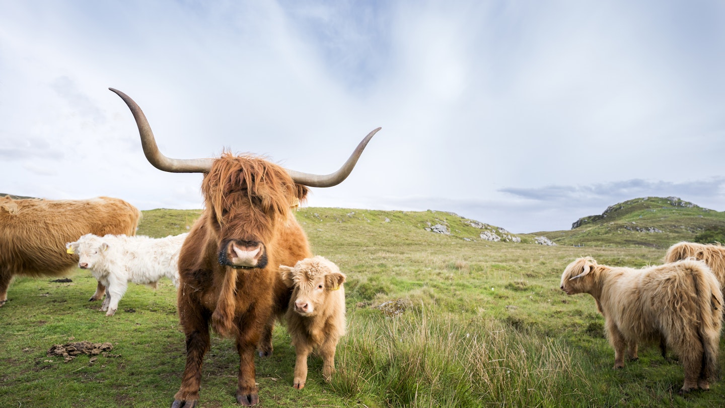 Long horned red-haired Highland cow with her two calves on the moor. Highland cattle, or hairy coos, are a distinctive pedigree breed with long, thick flowing hair and sweeping horns that date from 1884 that thrive in difficult climates and conditions, Isle of Lewis, Outer Hebrides, Scotland, UK, Europe