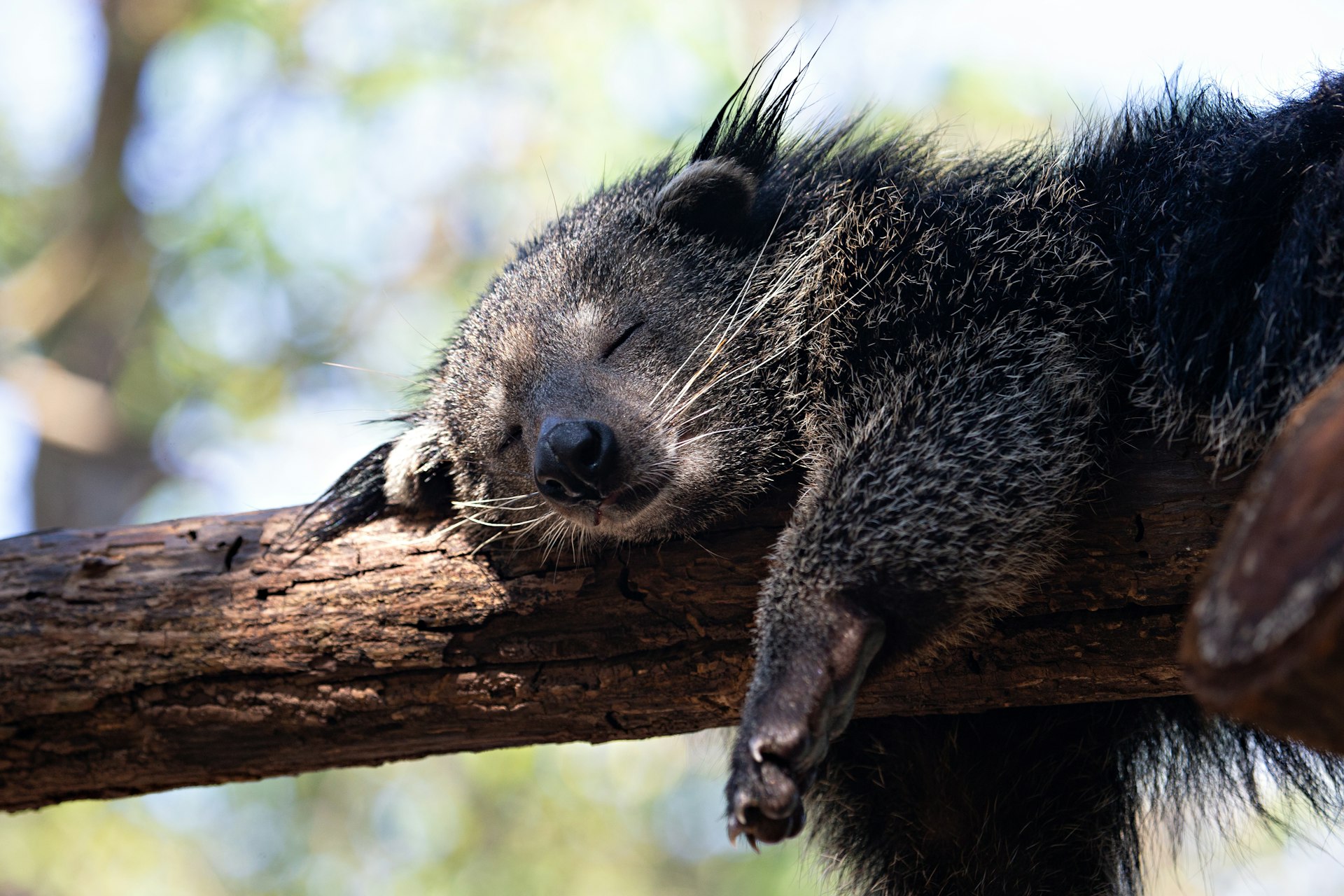 Close-up of a bearcat (Binturong or Arctictis Binturong) sleeping on a branc