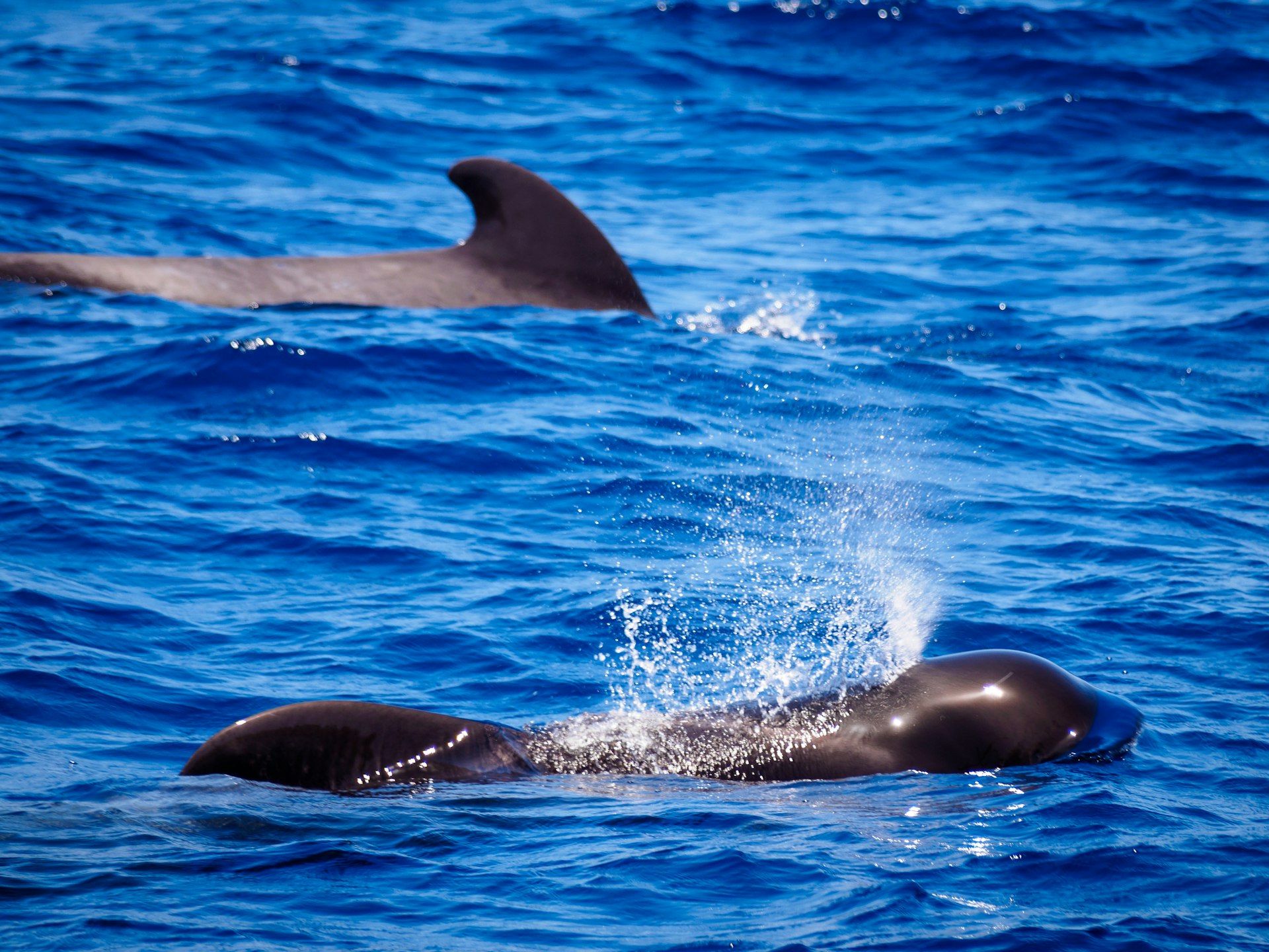 Pilot whales surfacing in open ocean near Tenerife