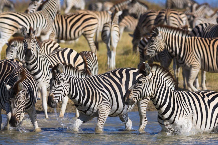 Zebras on migration in Makgadikgadi Pans National Park in Botswana