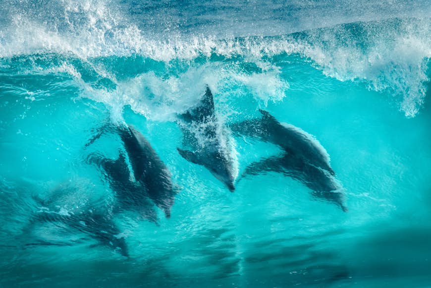 Six grands dauphins surfant dans une vague à Sugarloaf Rocks, Australie
