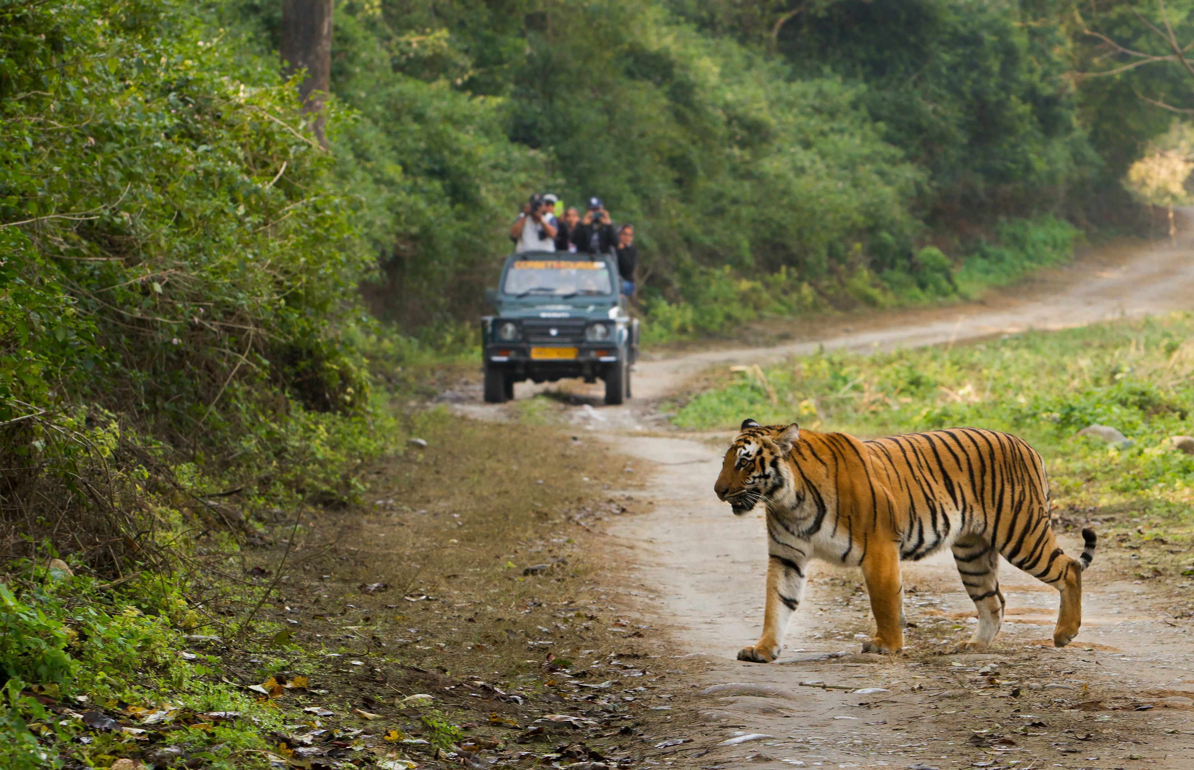 A not-so-rare tiger spotting on safari through Jim Corbett National Park