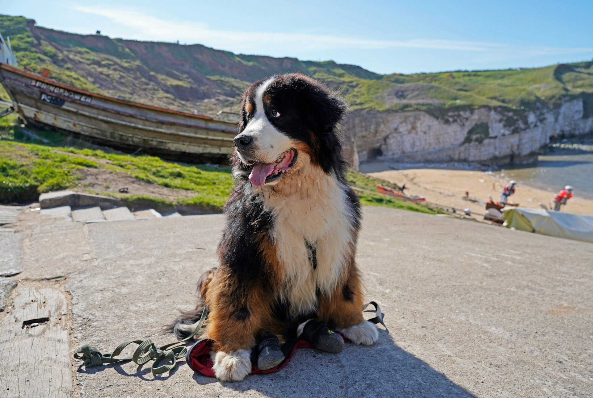A Bernese Mountain Dog sitting near the cliffs 