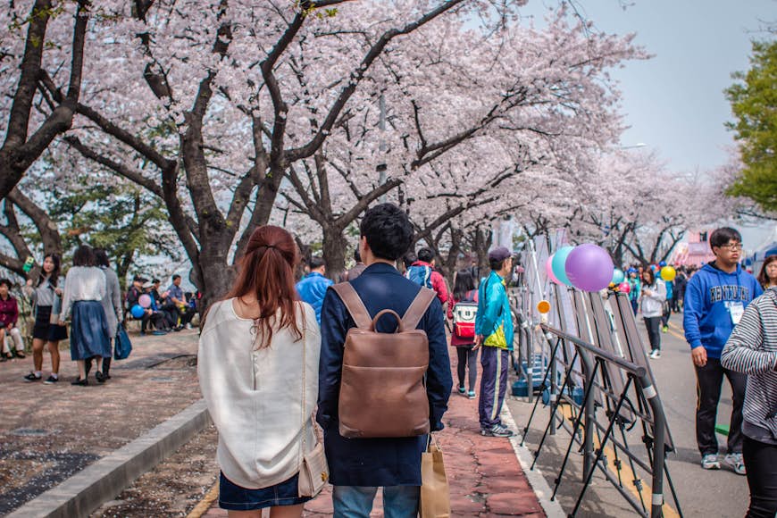 A couple walk by blossoming cheery trees in Yeouido Park, Yeongdeungpo District, Seoul, South Korea