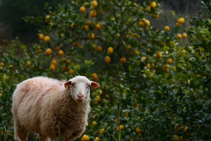 A sheep stands in front of an orange tree in Majorca