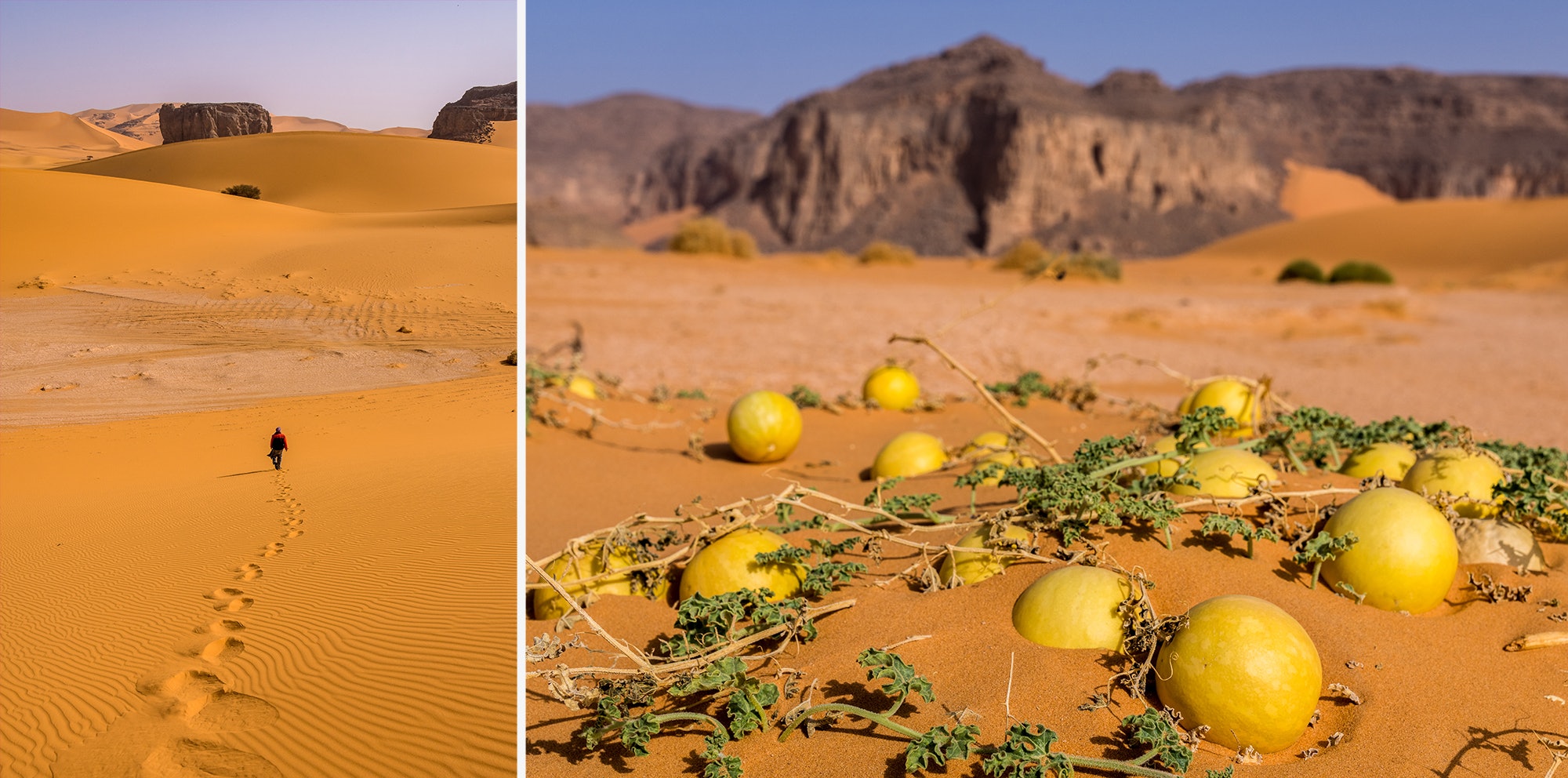 LEFT: A guide walking over sand dunes; RIGHT: Colocynth growing in Tassili National Park