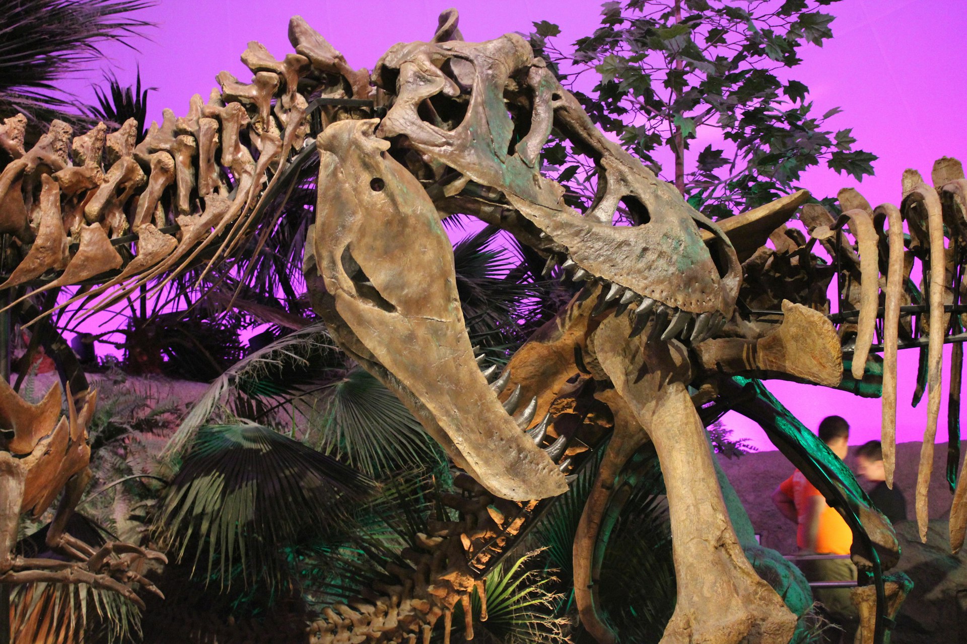 Tyrannosaurus Rex fighting a triceratops dinosaur at the Children's Museum in Indianapolis, Indiana.