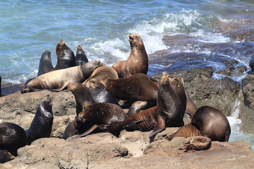 Les lions de mer se prélassent sur les rochers du parc d'État de Cape Arago Cliffs à Coos Bay