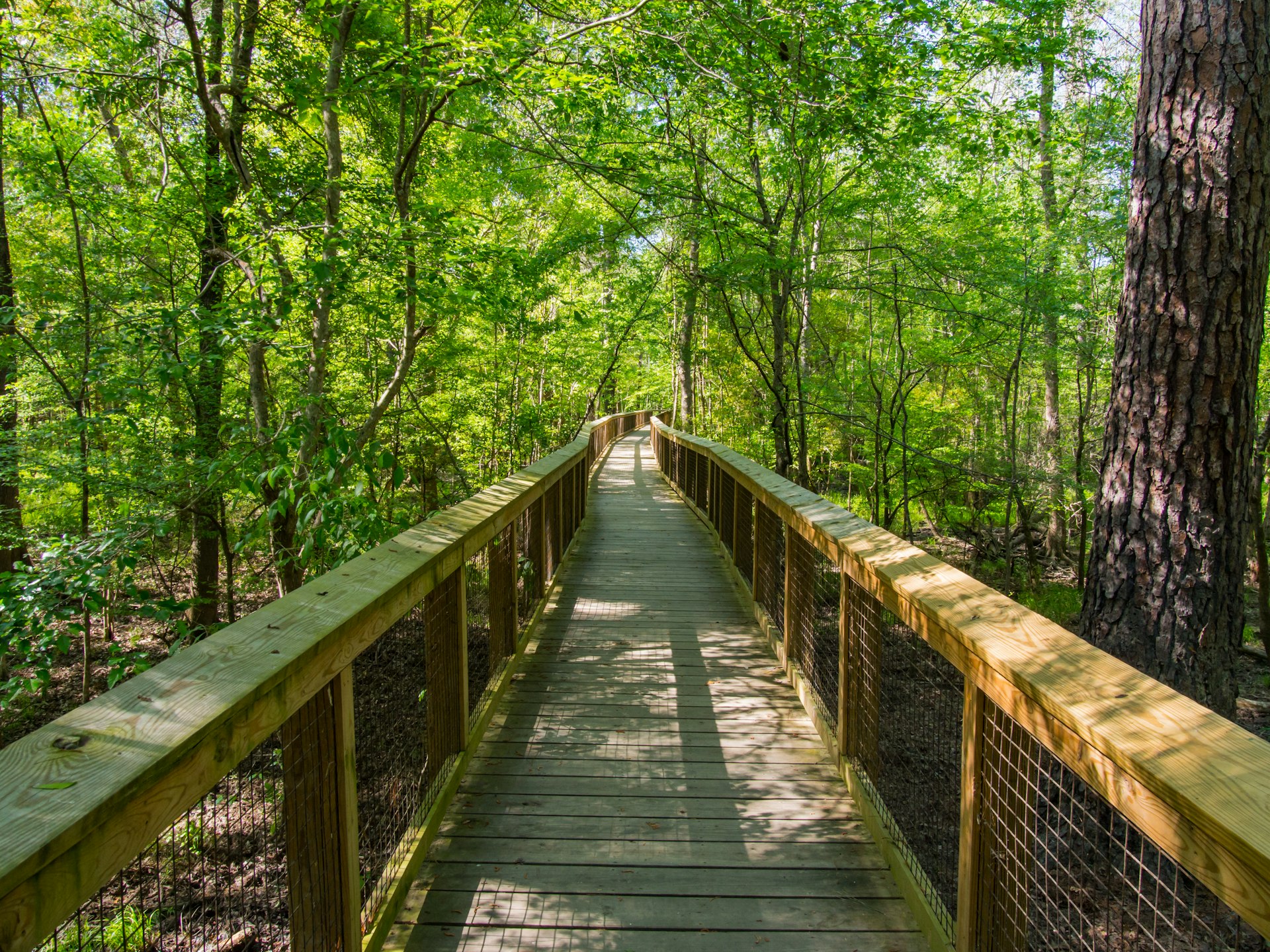 A boardwalk leads the way through dense forest in Congaree National Park