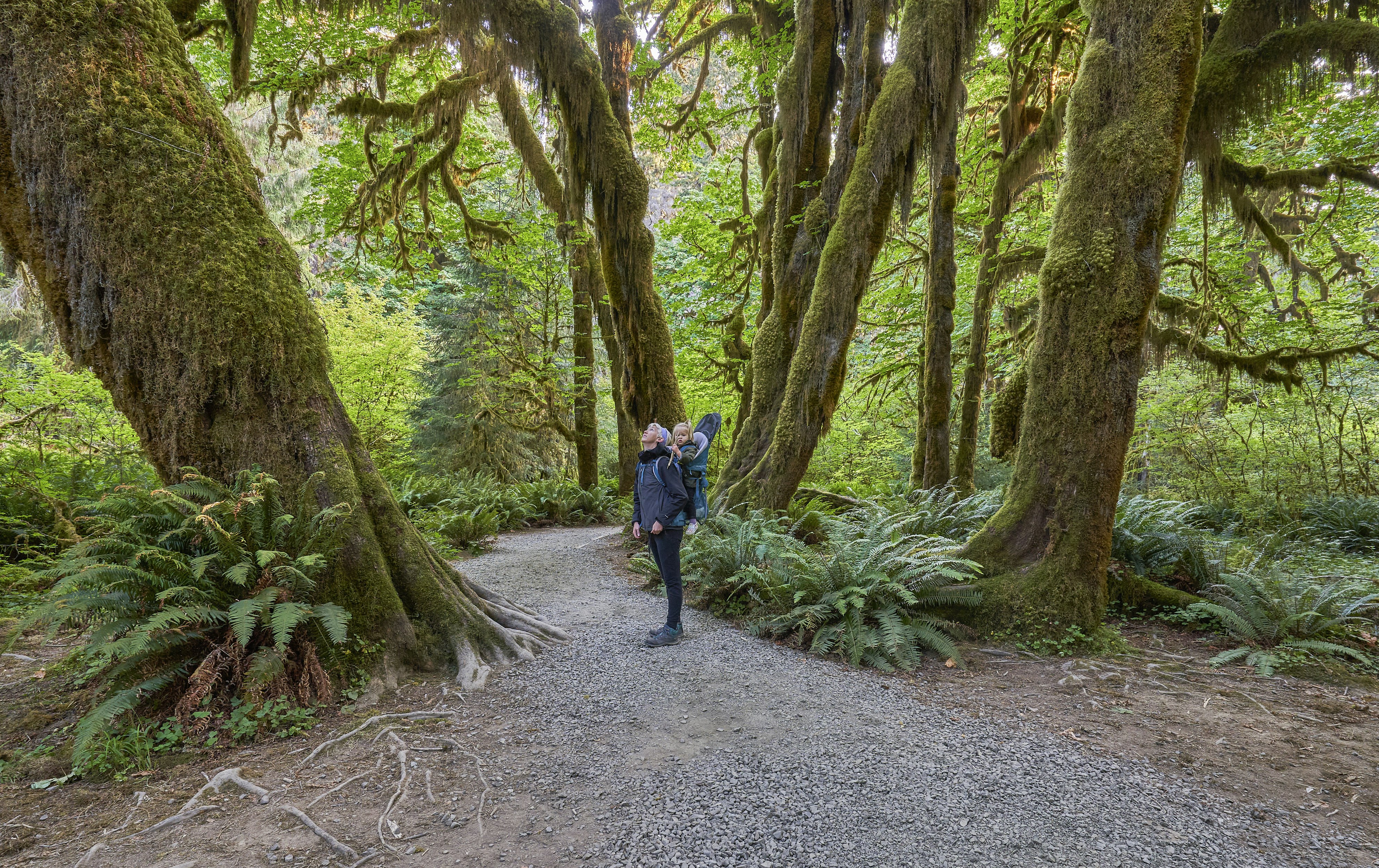 Mother and toddler daughter admiring the scenery of the Hoh Rainforest in Olympic National Park in Western Washington State USA.