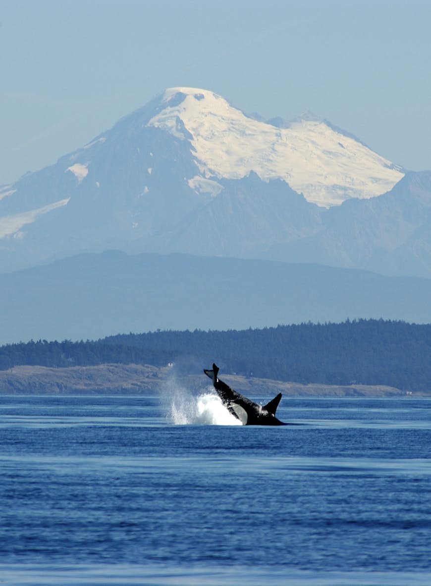 An orca breaches off the west coast of San Juan Island with Mount Baker as a back drop, Washington