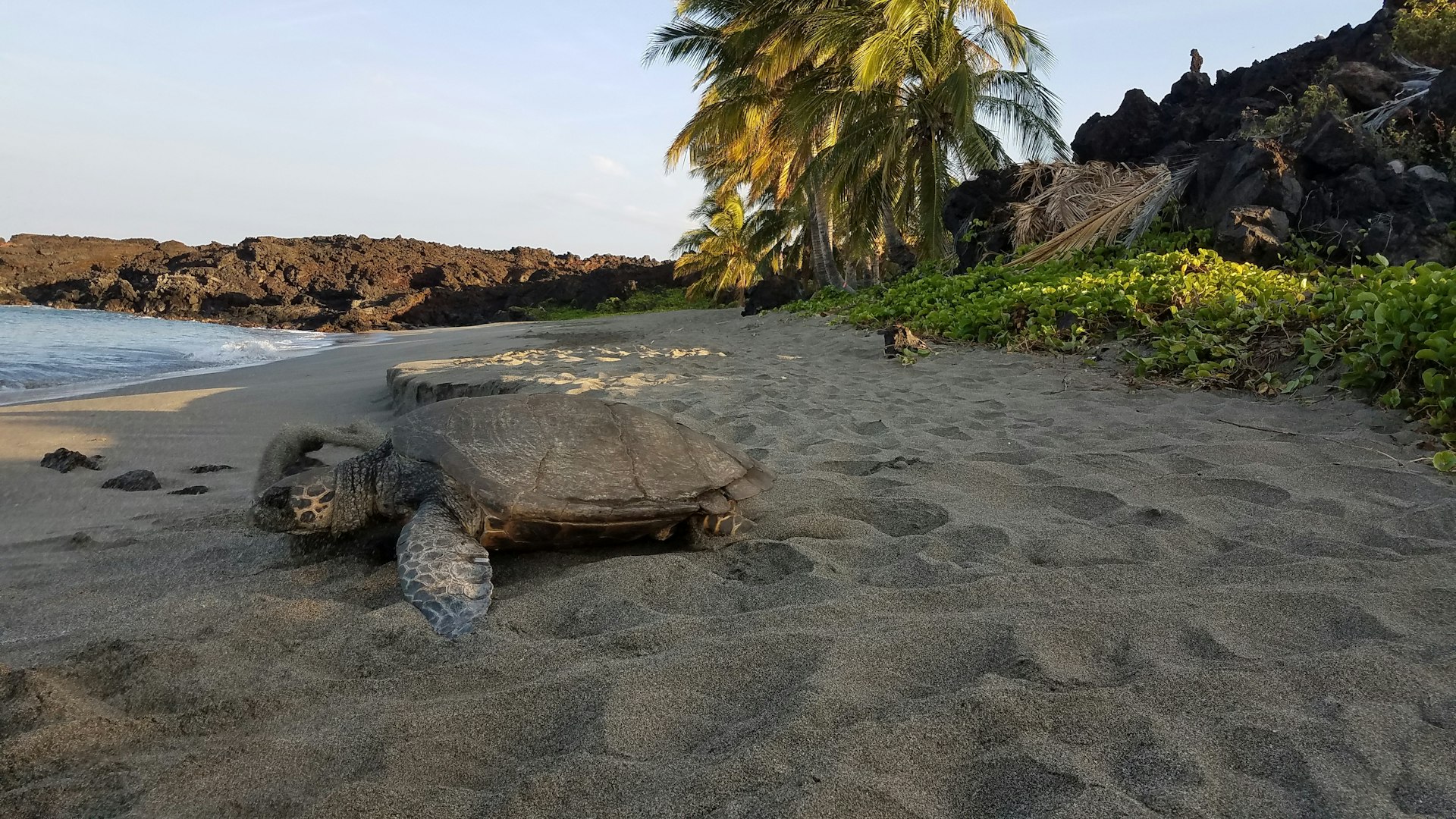 Honuʻea (Hawaiian hawksbill turtle) on the beach in Pōhue