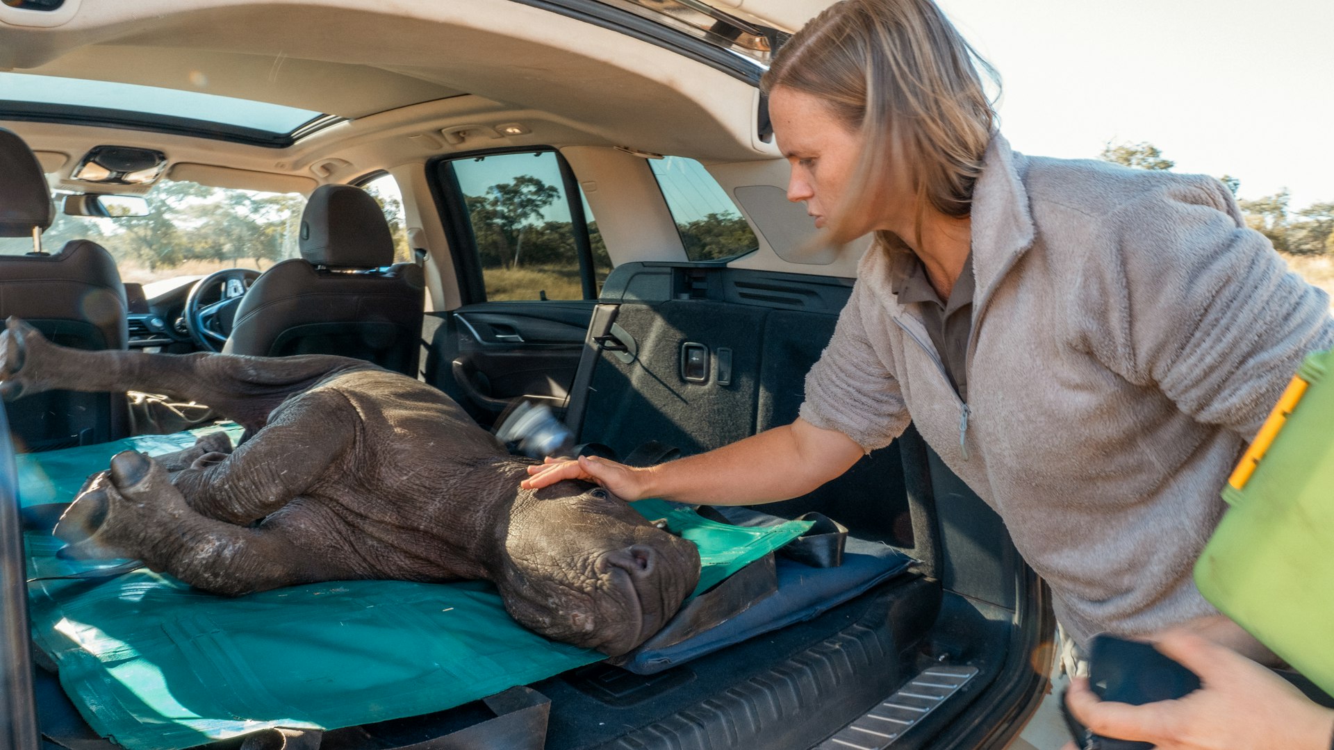 A ranger at Kruger National Park Rhino orphanage gently touches the face of a rhino calf laid in the back of a car