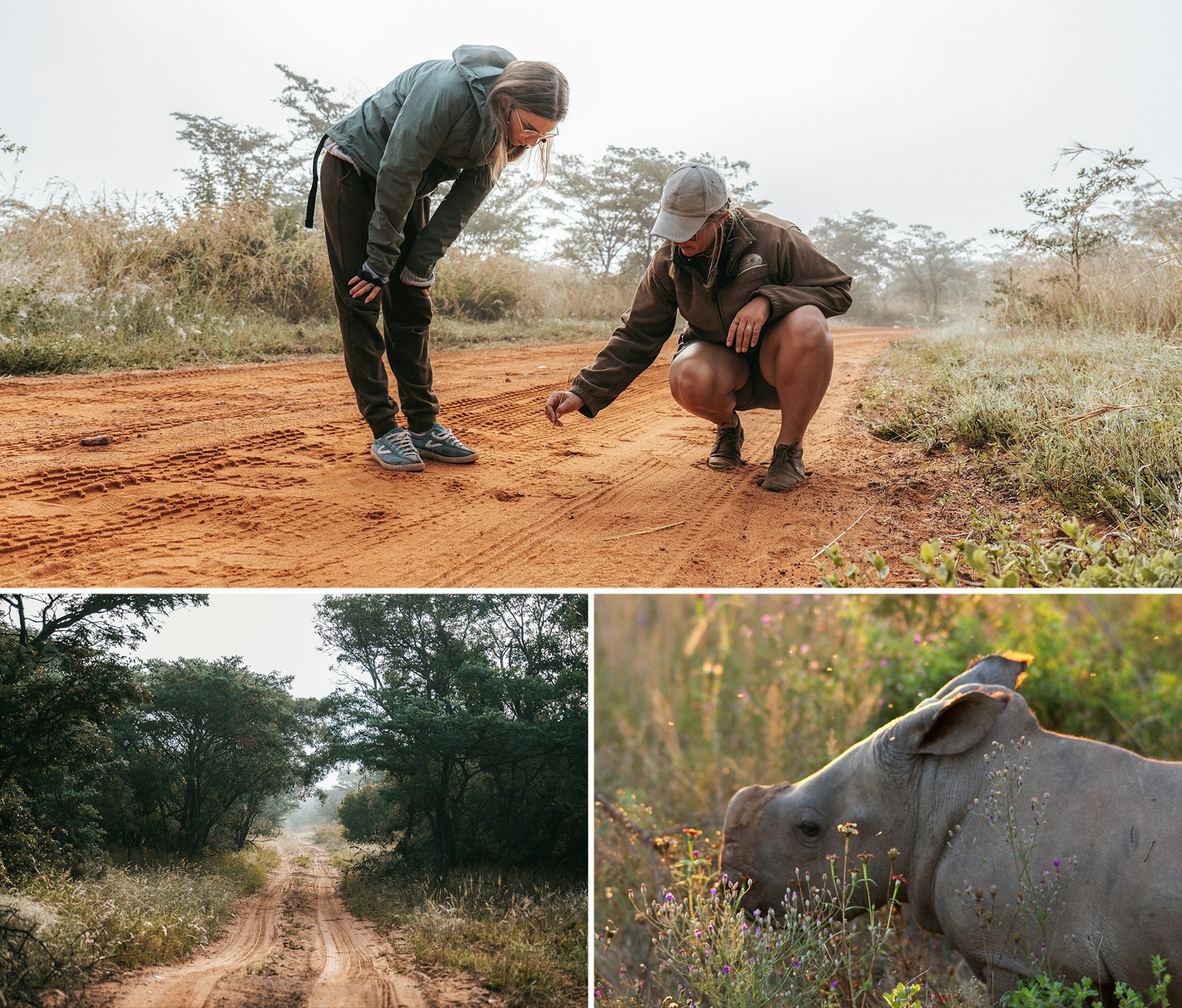 A collage of scientists check tracks, a closeup of a hornless rhino and a deserted road
