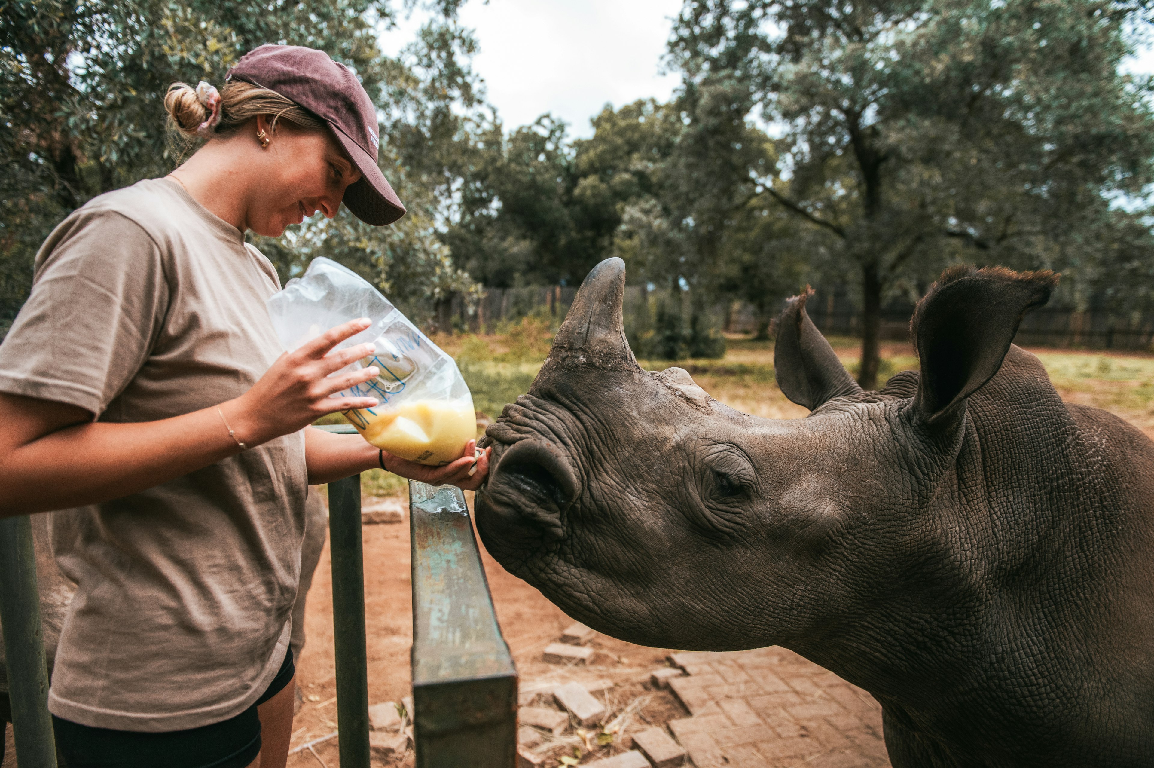 A veterinarian feeds a rhino calf from a large bottle.