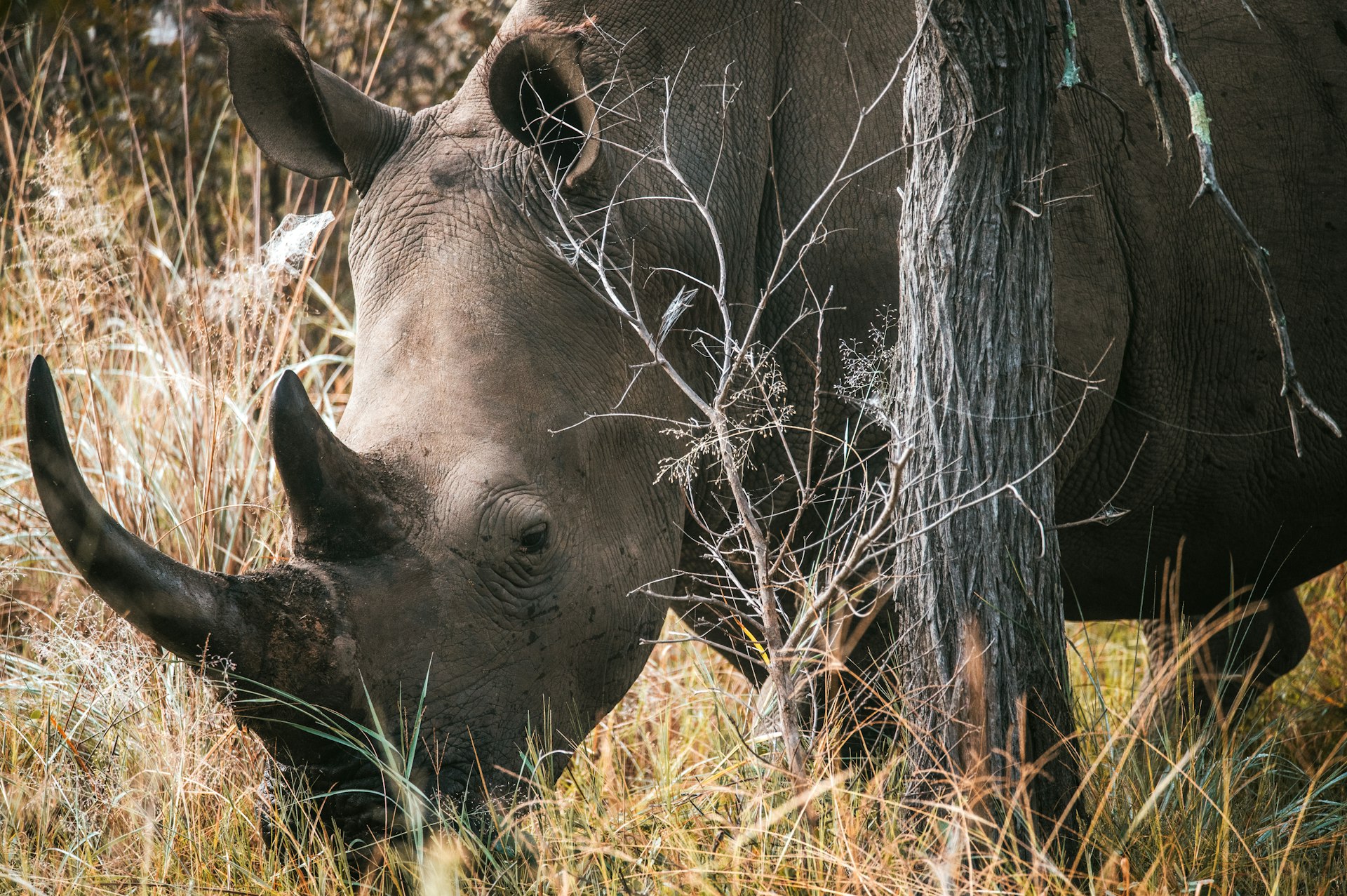 Terminally ill Vietnamese find comfort in rhino horn - Africa Geographic