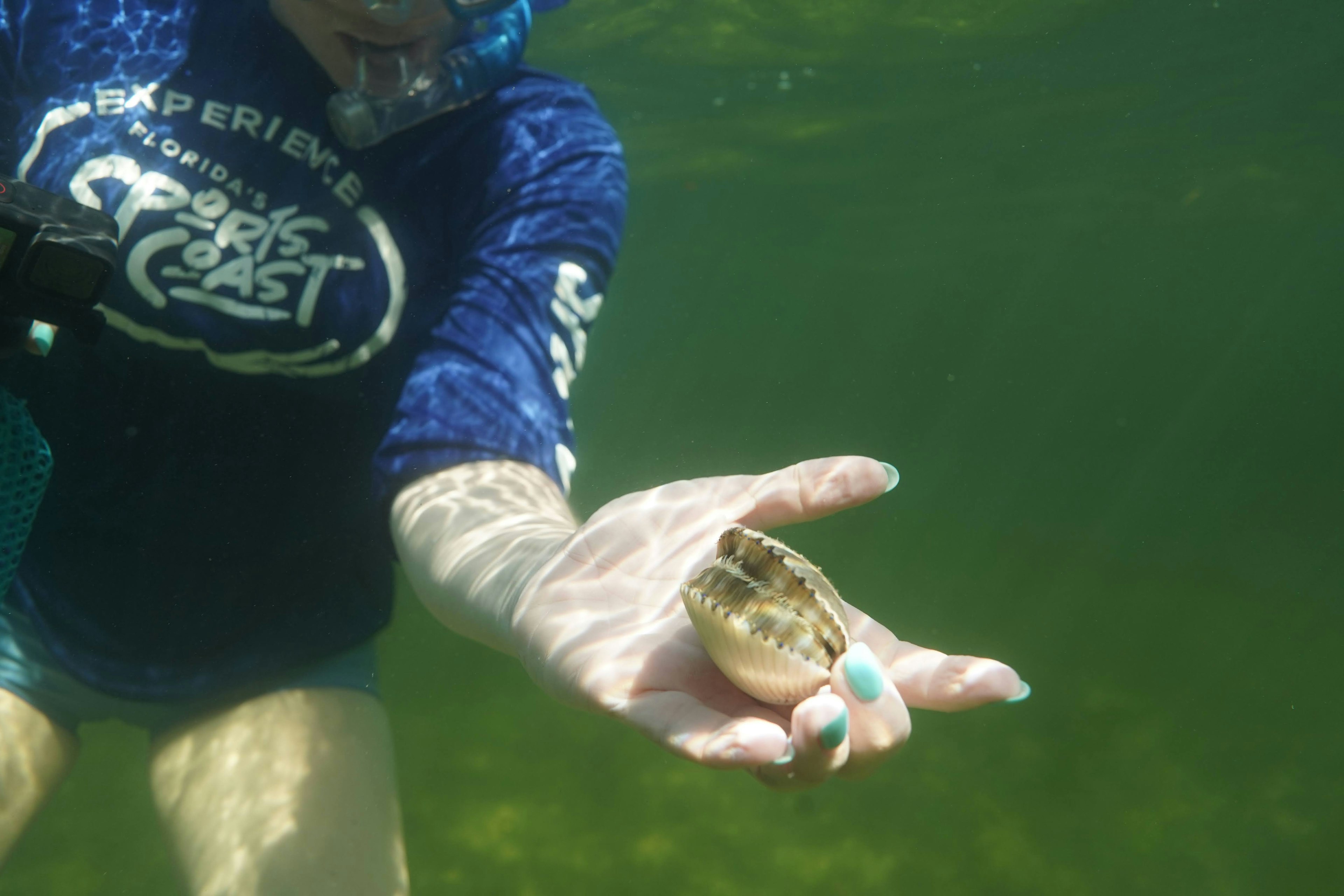 It takes a trained eye to spot a scallop