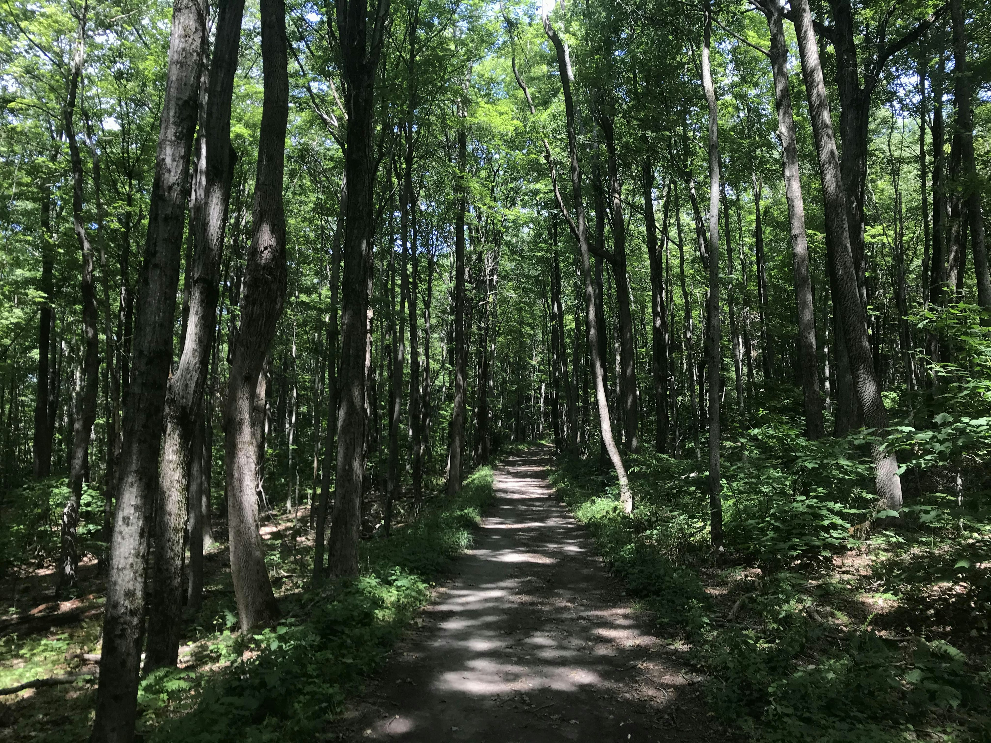 Walking through the woods on The High Road