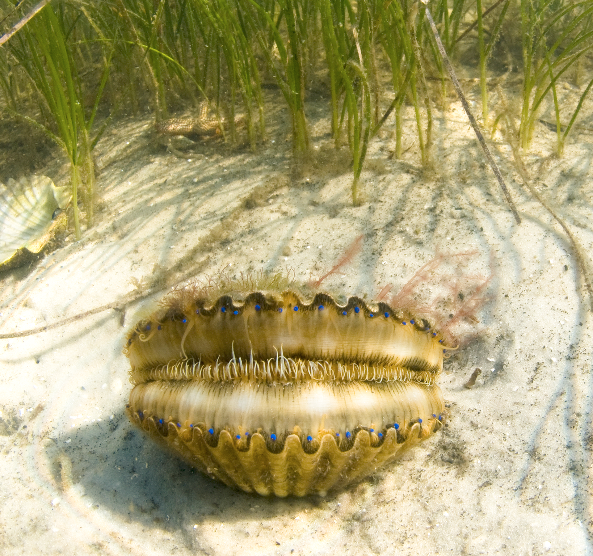 A closeup of a scallop underwater